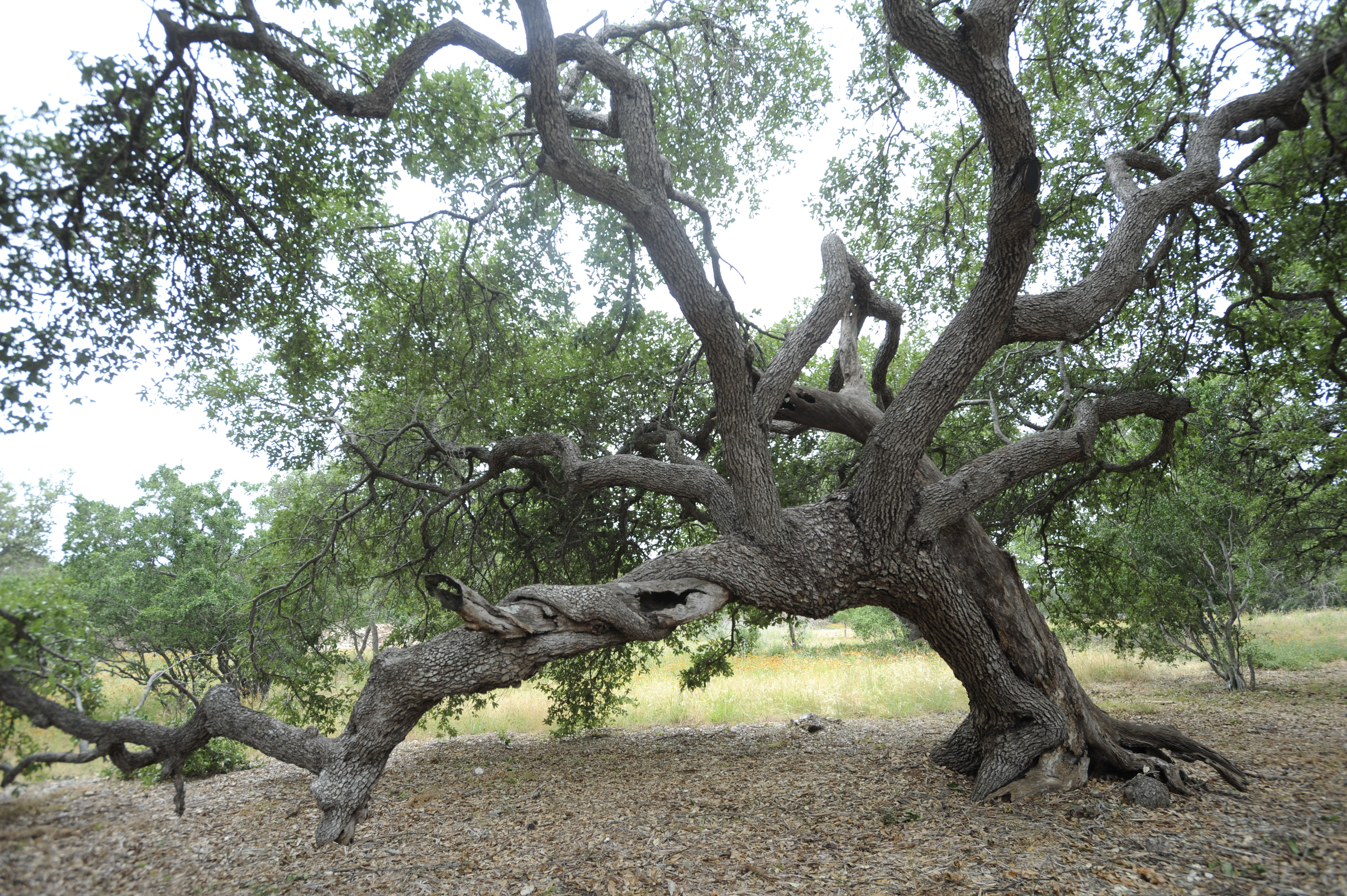 Living Witness:Visit the Old couple tree this weekend at the ...