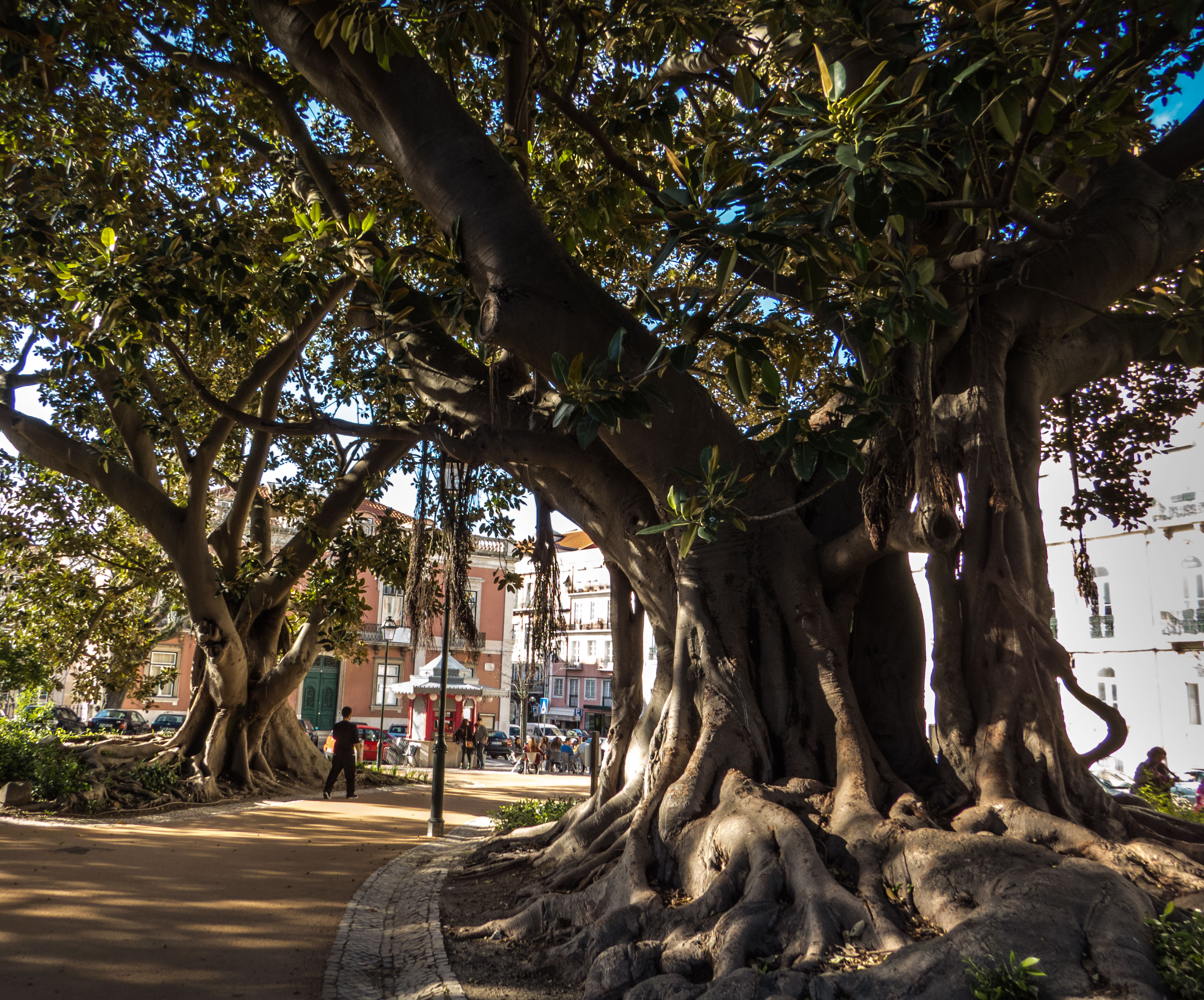 Old trees, Beautiful, Center, City, Lisbon, HQ Photo