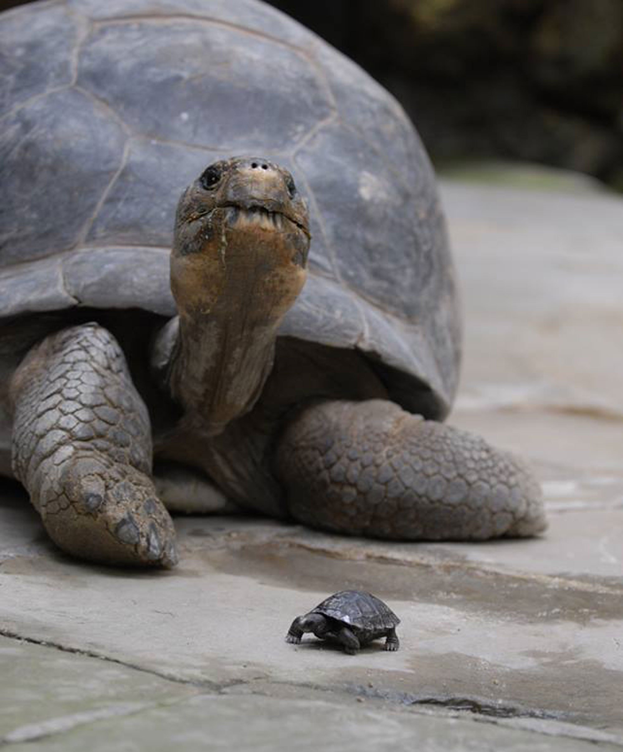 80-year-old tortoise has babies with her much younger boy toy