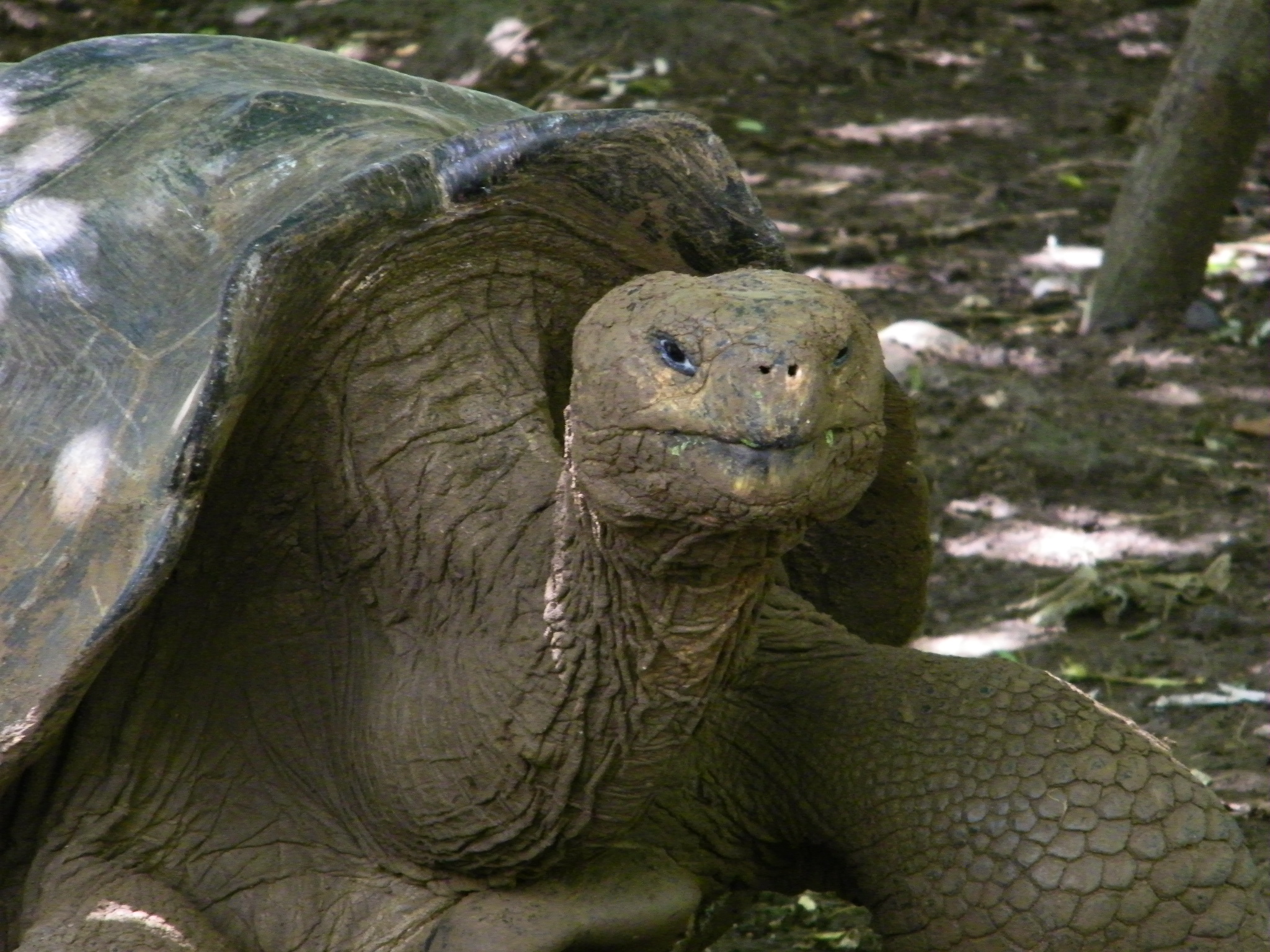 Oldest Turtles in the World – This One is 157 Years Old and Still ...