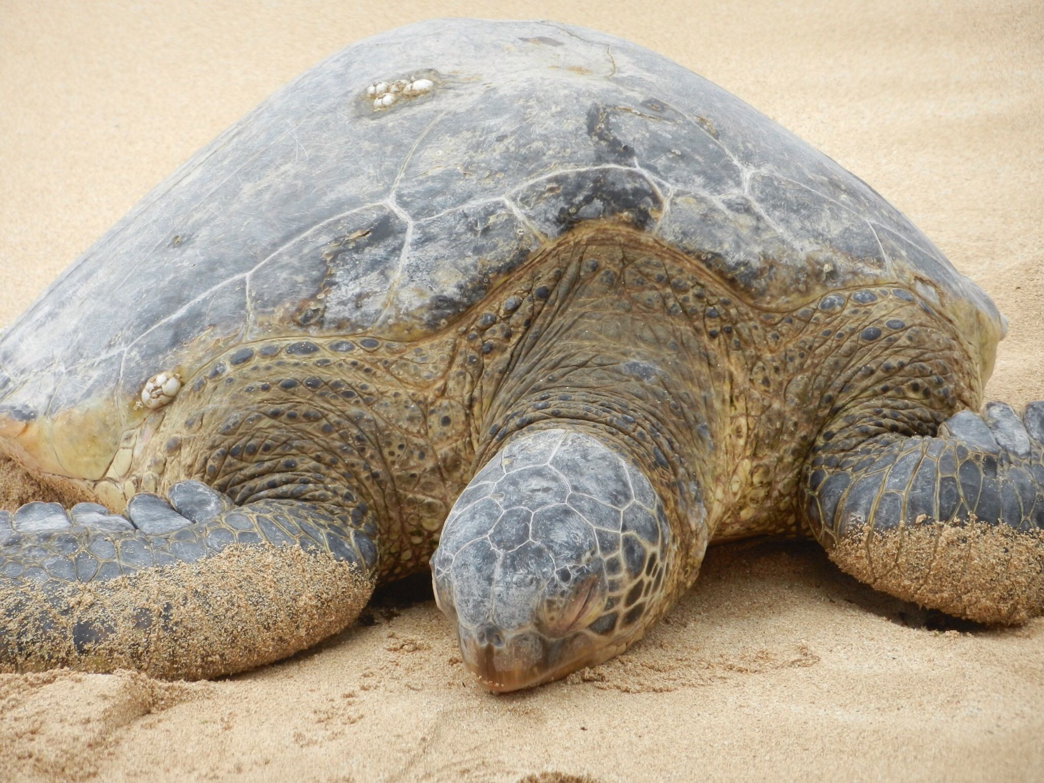 North Shore, Oahu. Estimated 200 lb, 40 year old turtle resting on ...