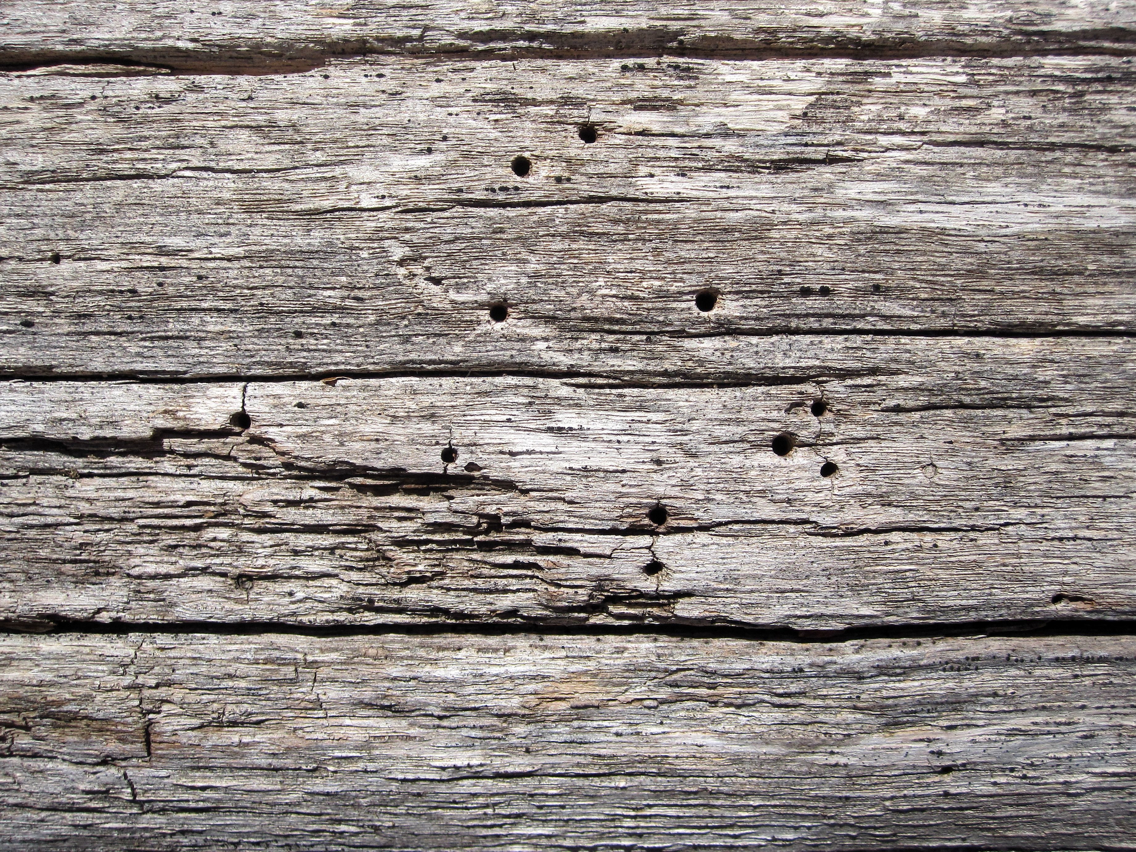 Free picture: old wood, old, wood, texture, trees