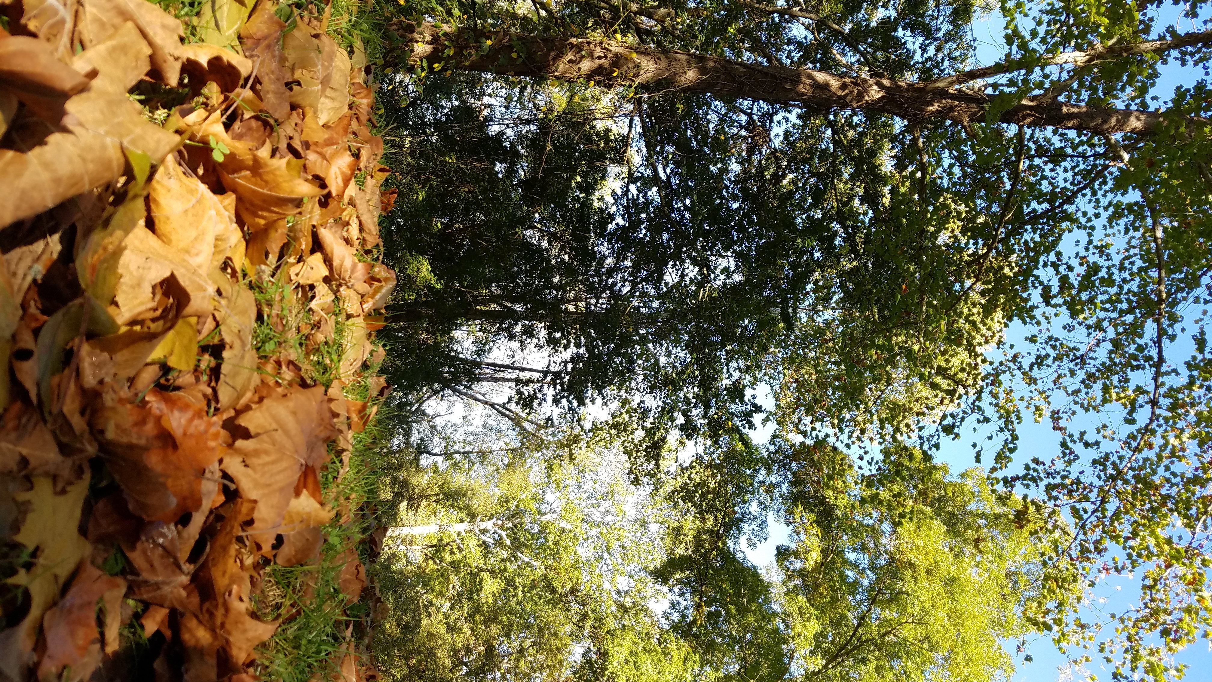 Oldtown Creek Preserve, Animal, Leaves, Wood, Trees, HQ Photo