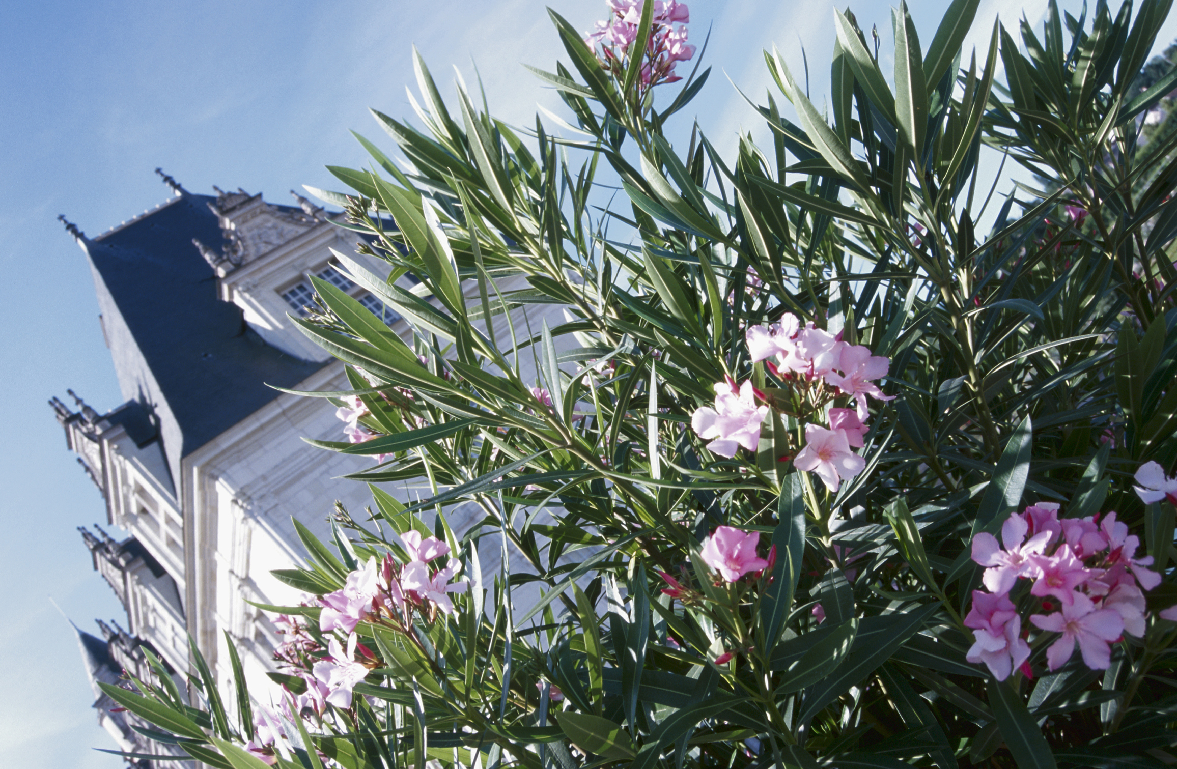 How Toxic Is Oleander to Humans? | Home Guides | SF Gate