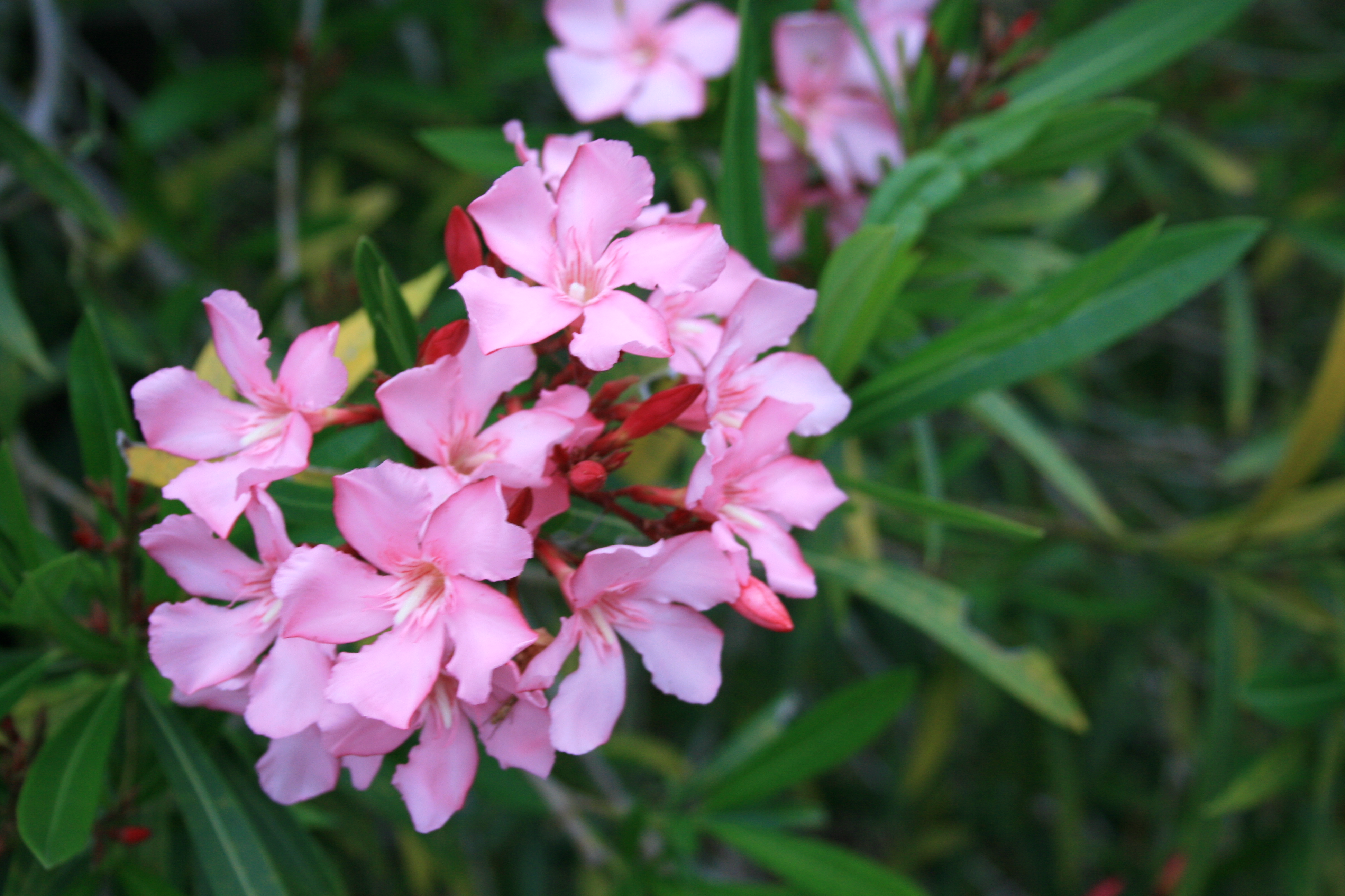 File:Oleander Flowers Digon3.JPG - Wikimedia Commons