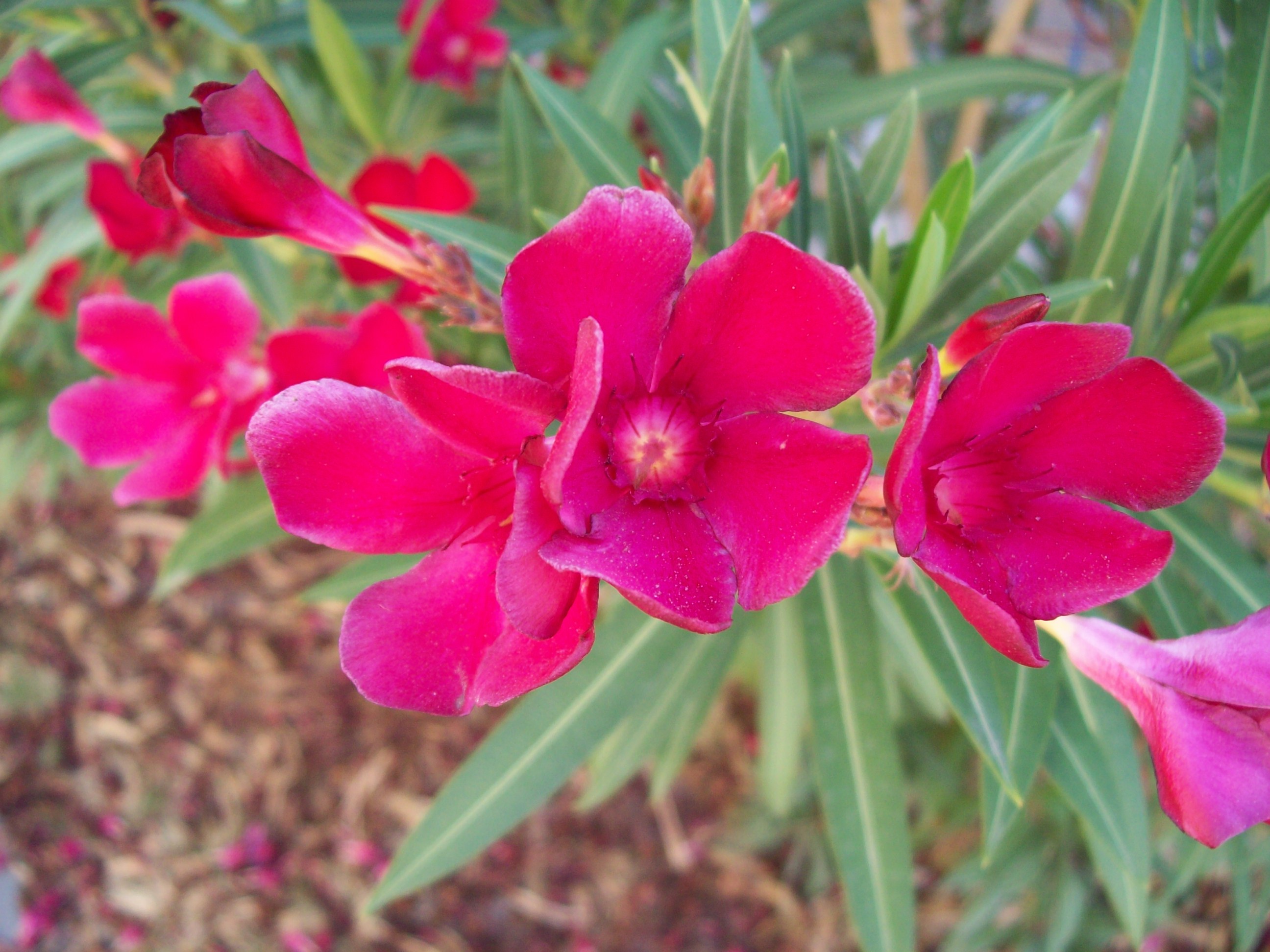 File:Pink oleander flowers.jpg - Wikimedia Commons