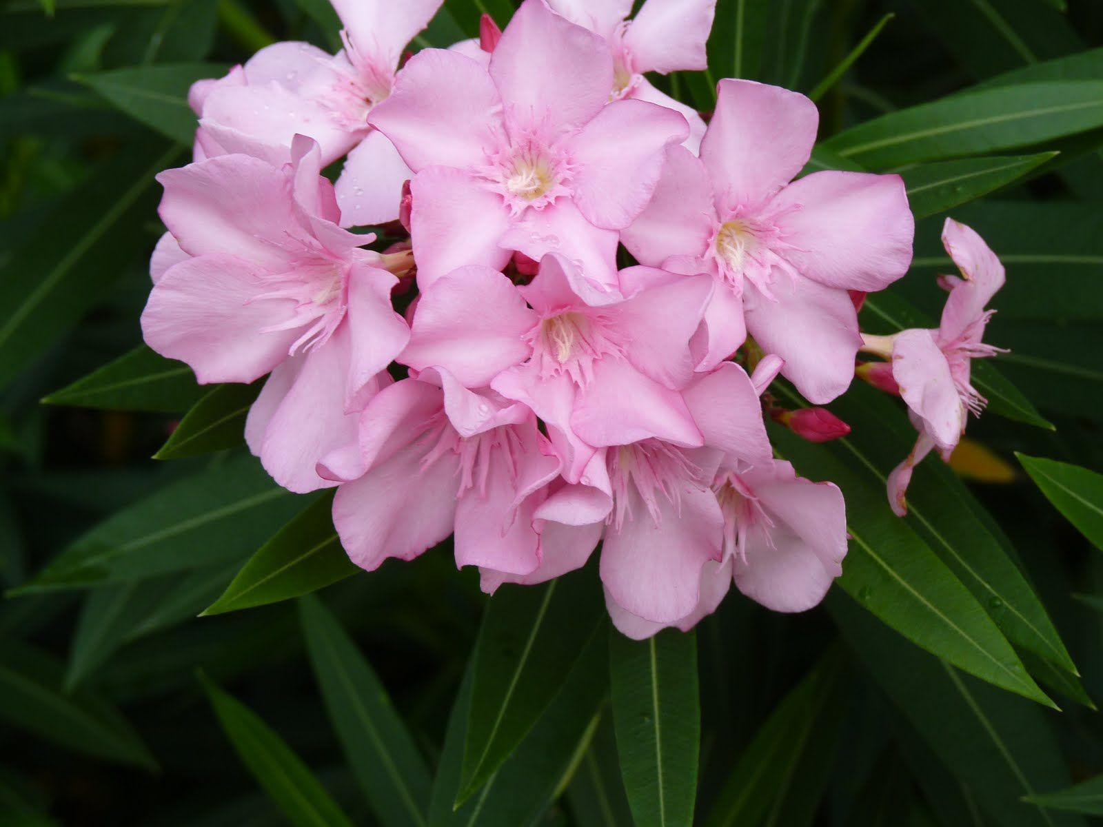 Oleander flower is the official flower in Hiroshima. Because it was ...