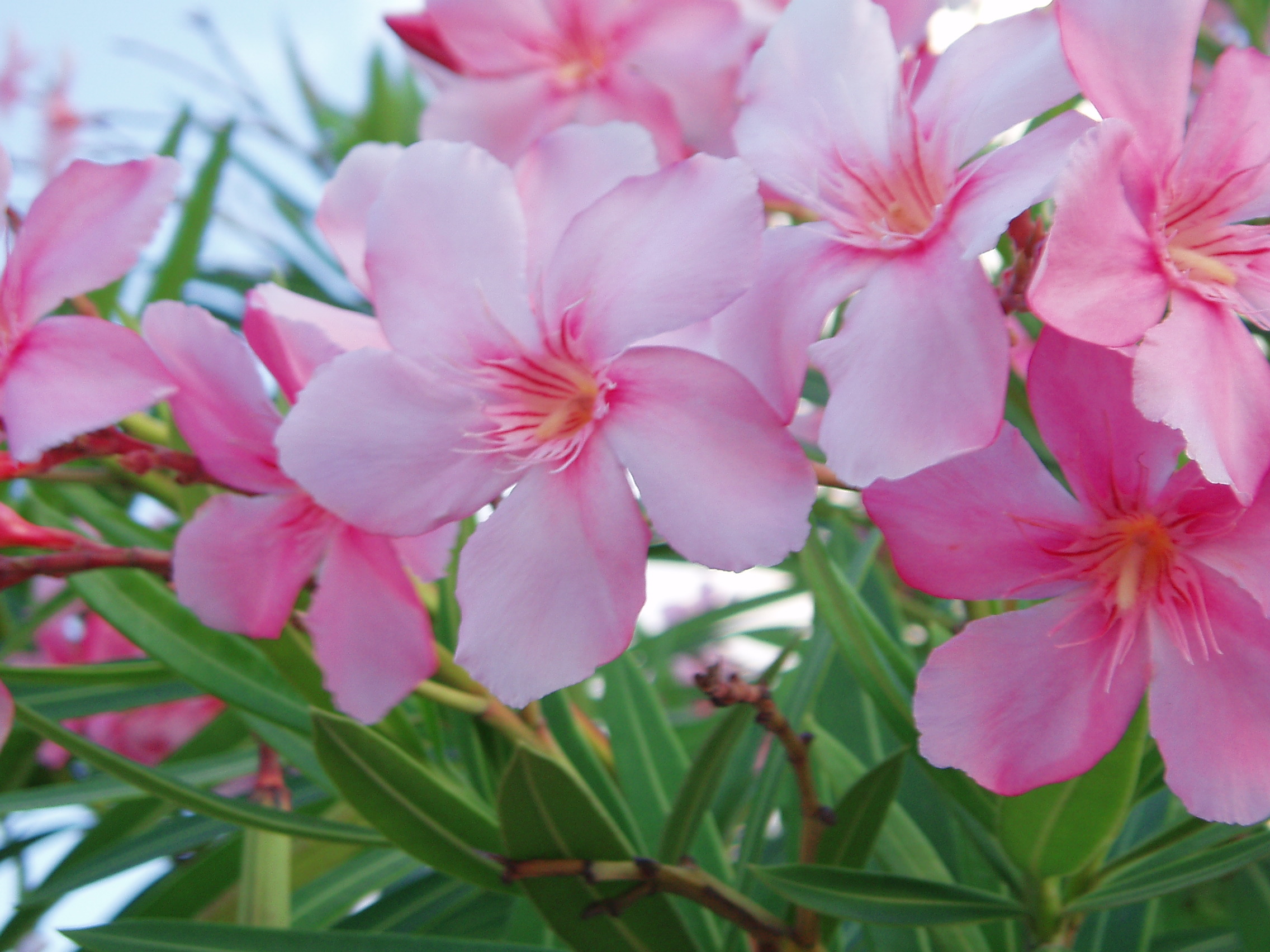 Oleander Flower, grows on a bush, and is seen in different shades of ...