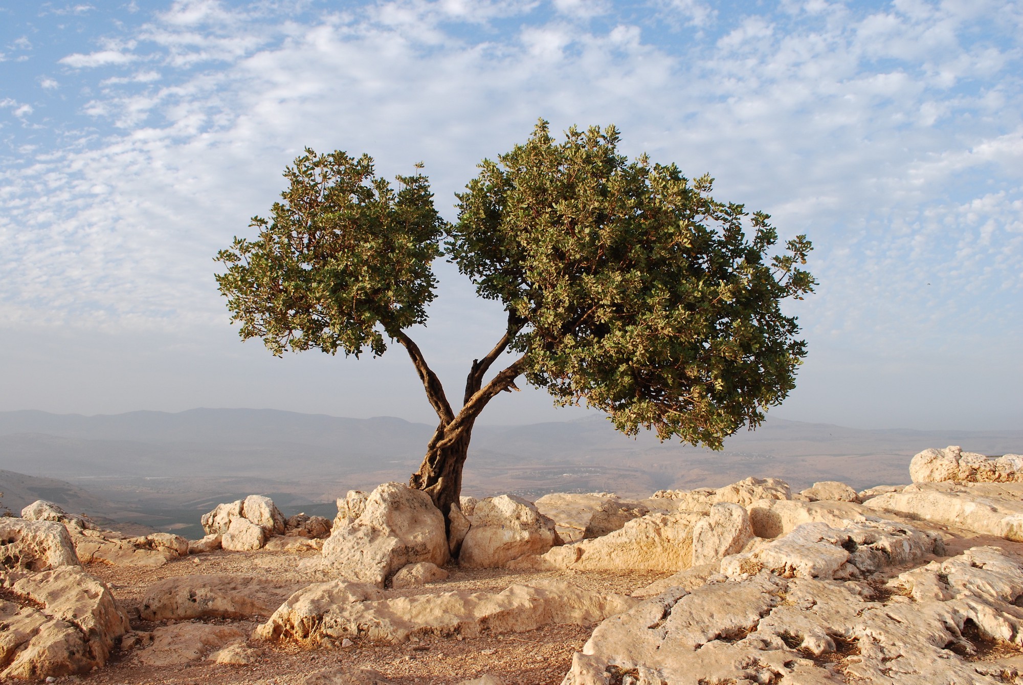 The Intellectual Olive Tree – Zaytuna College – Medium