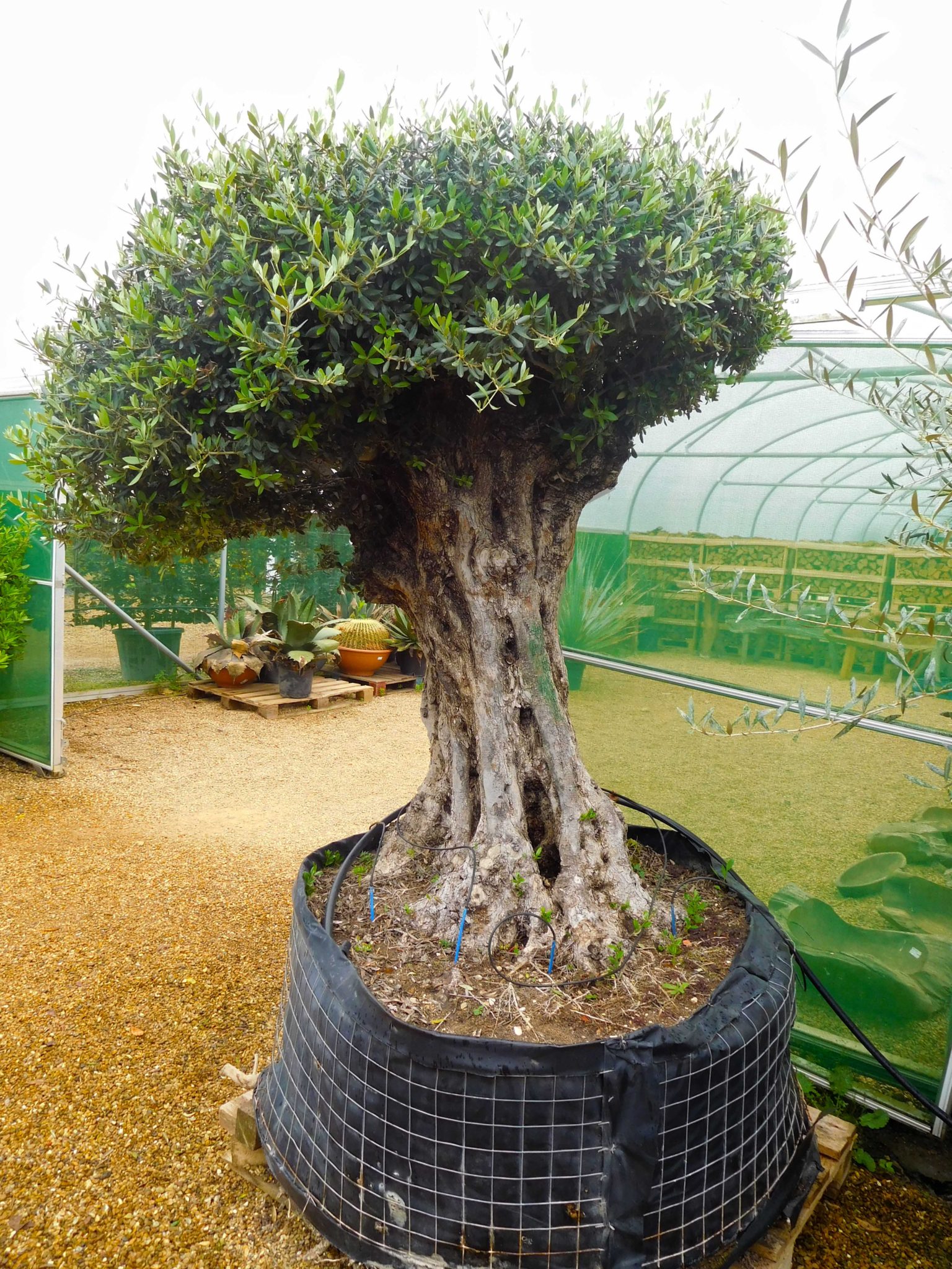 Flat Top 'Lechin' Olive Tree No.157 | Olive Trees for sale UK ...