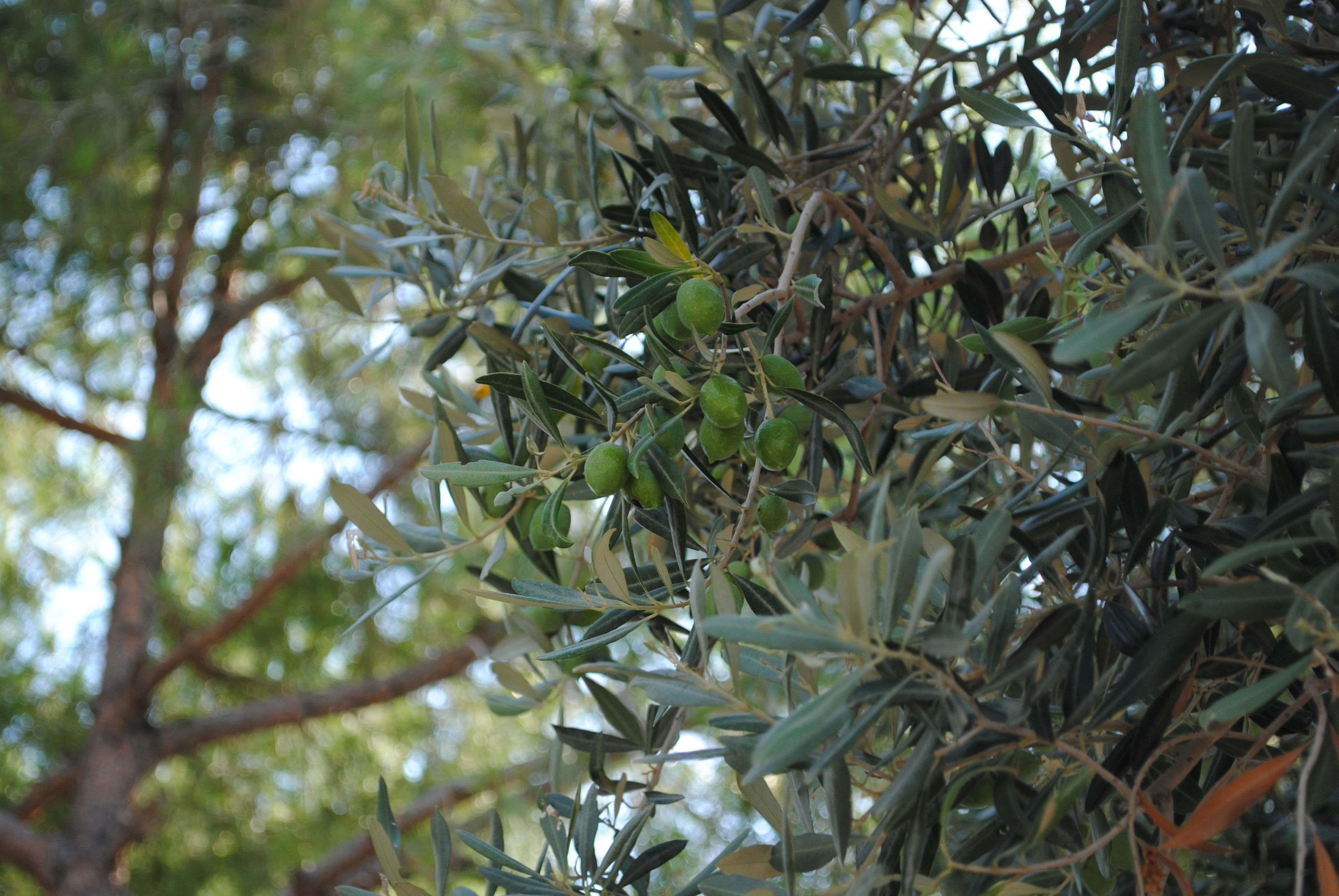 Olive tree, Healthy, Nature, Olive, Organic, HQ Photo