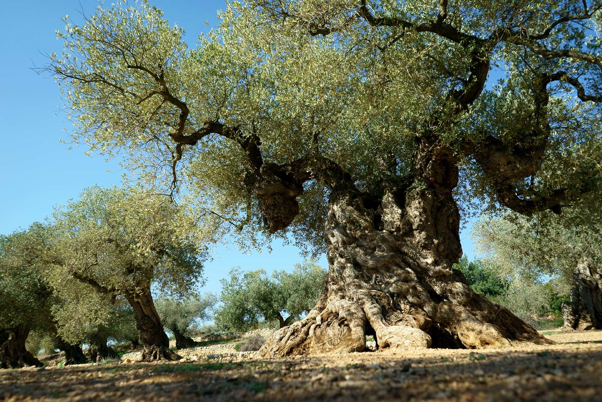 Giving New Life to Ancient Olive Trees in Spain | Kapothanasis Oil ...