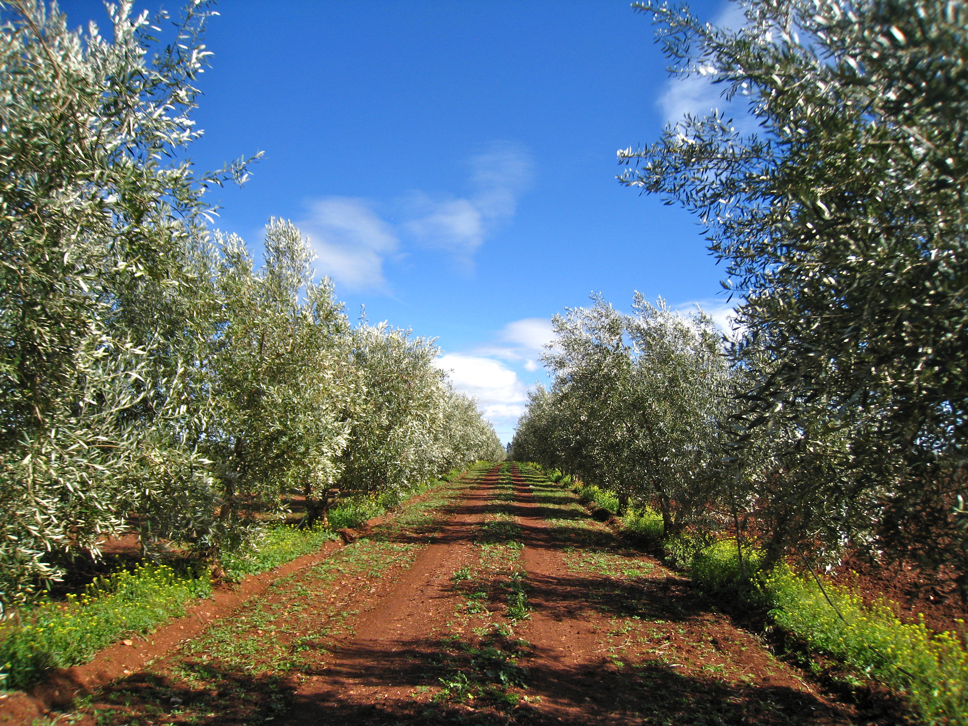 Olive Trees | Plan-it Morocco