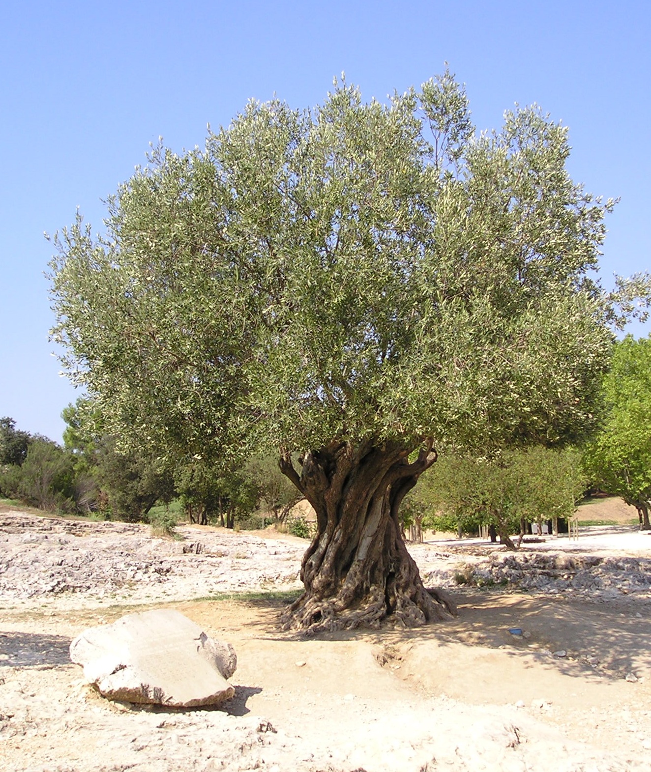 ALERT: Bacterium from the USA hits Italy's Olive Trees - Ground Report