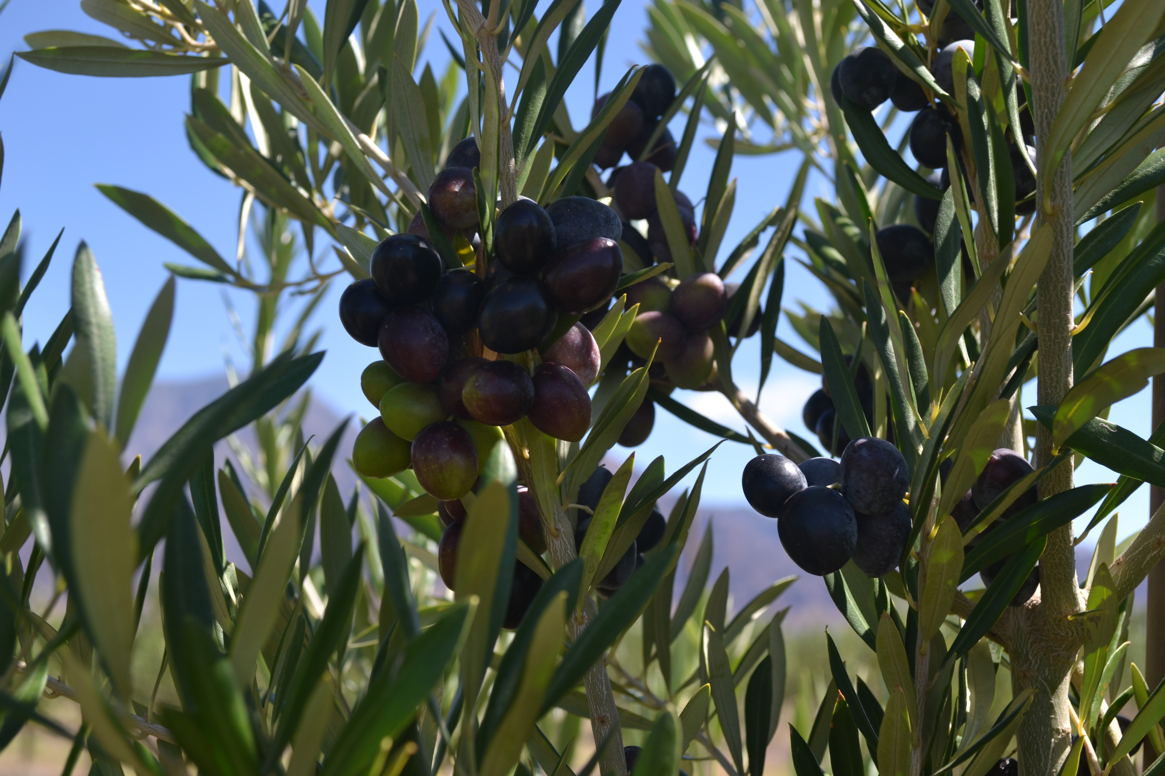 Olives, Crops, Grow, Plants, Trees, HQ Photo