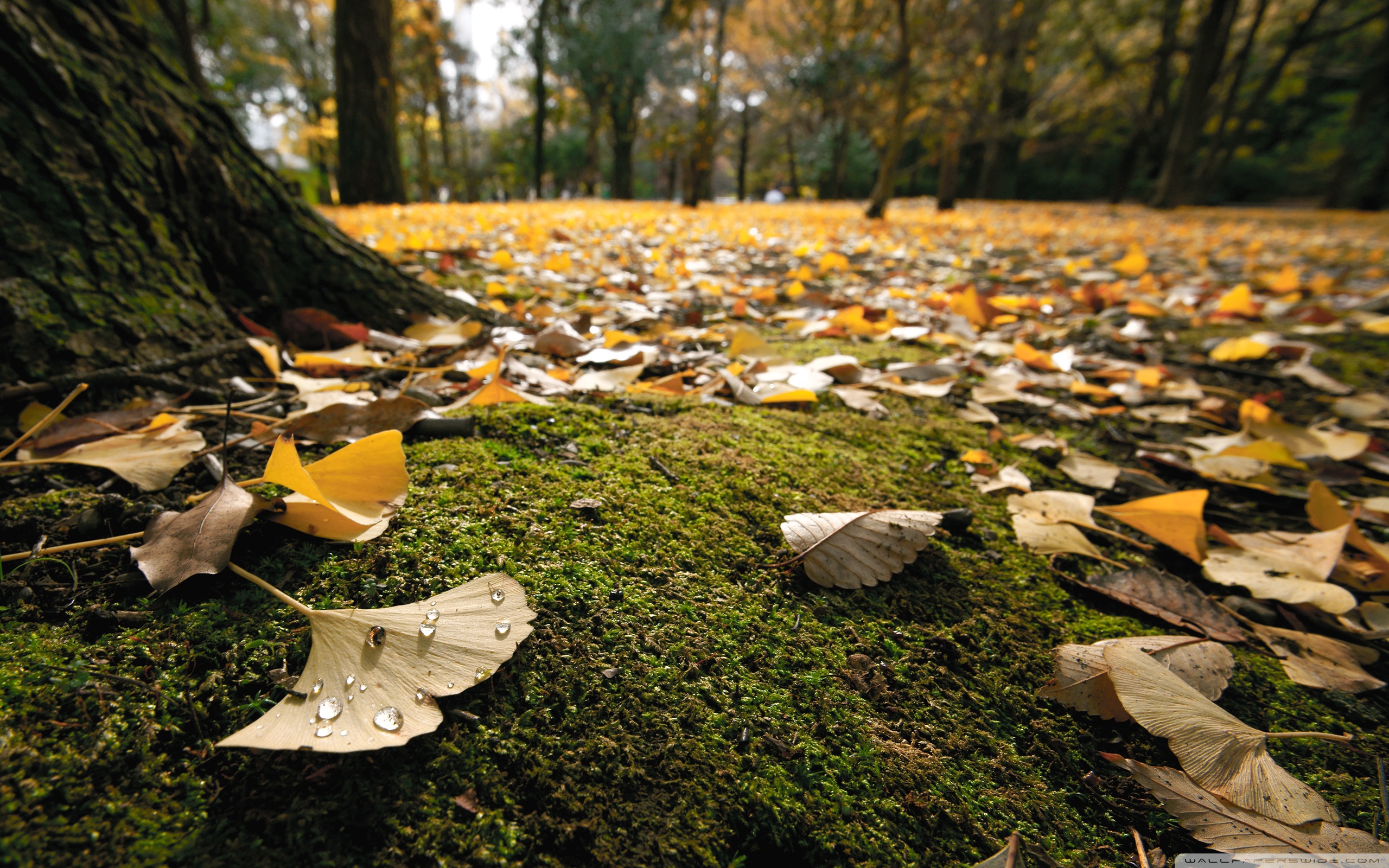 Ginko Leaves On The Ground In Autumn ❤ 4K HD Desktop Wallpaper for ...