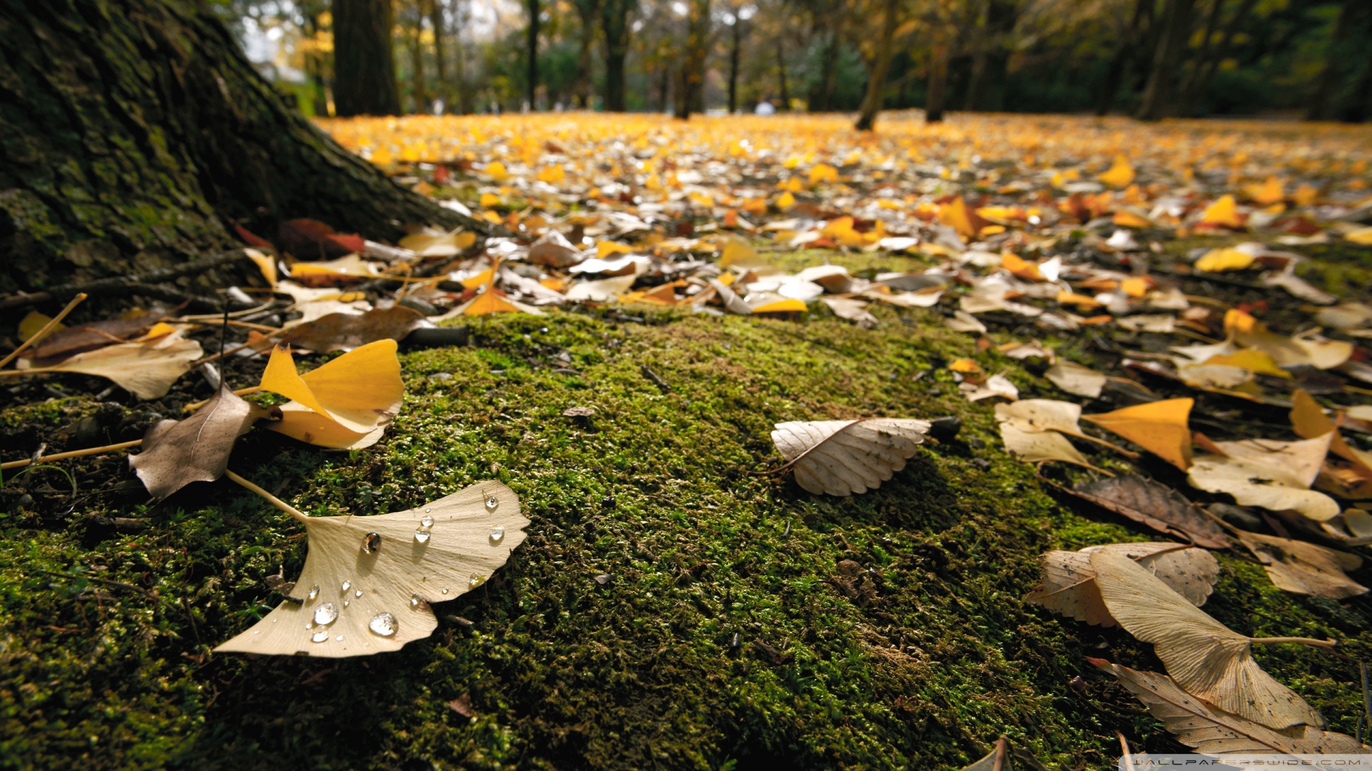 Ginko Leaves On The Ground In Autumn ❤ 4K HD Desktop Wallpaper for ...