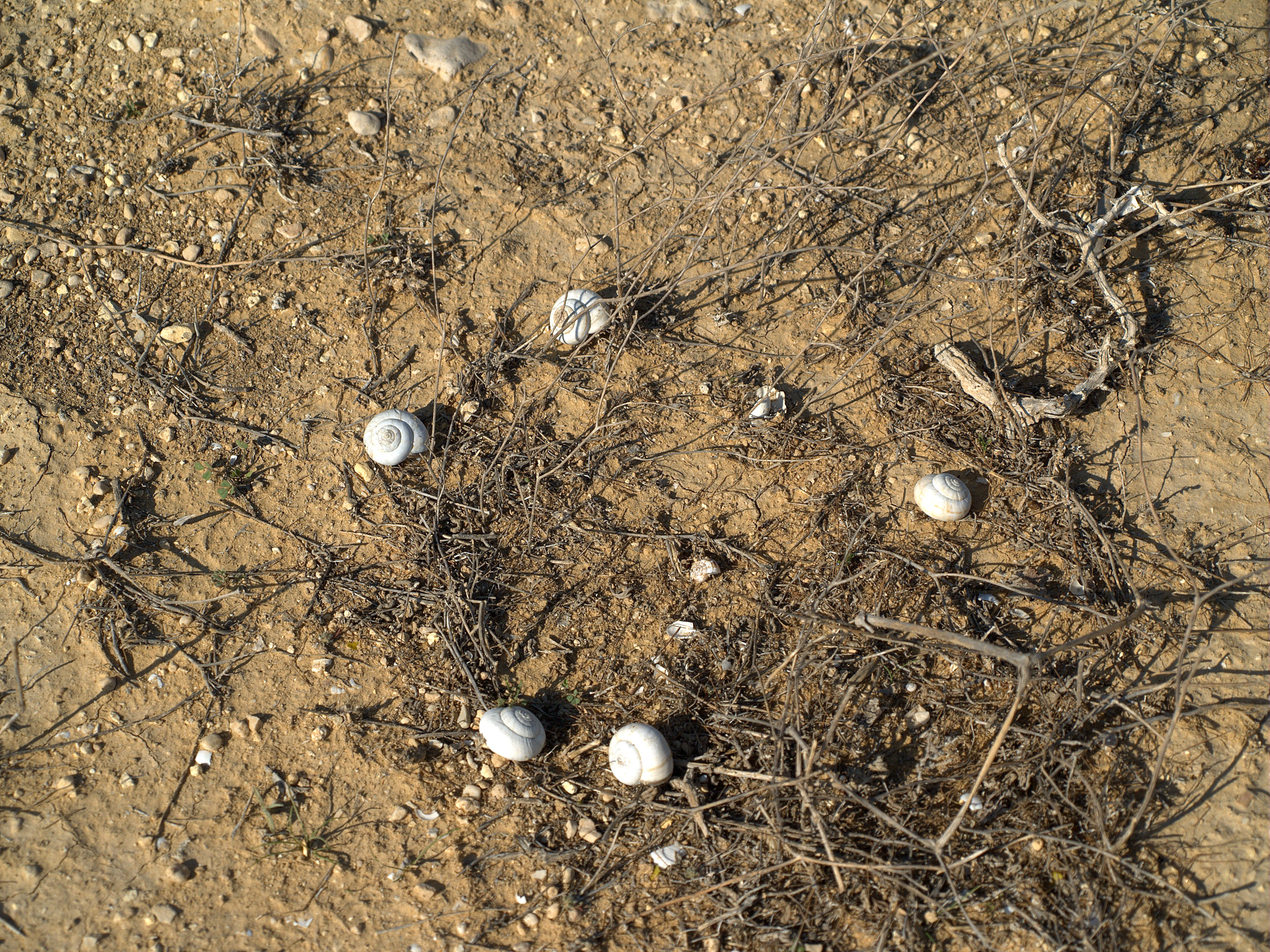 File:Seashells on the ground of the Negev desert.jpg - Wikimedia Commons