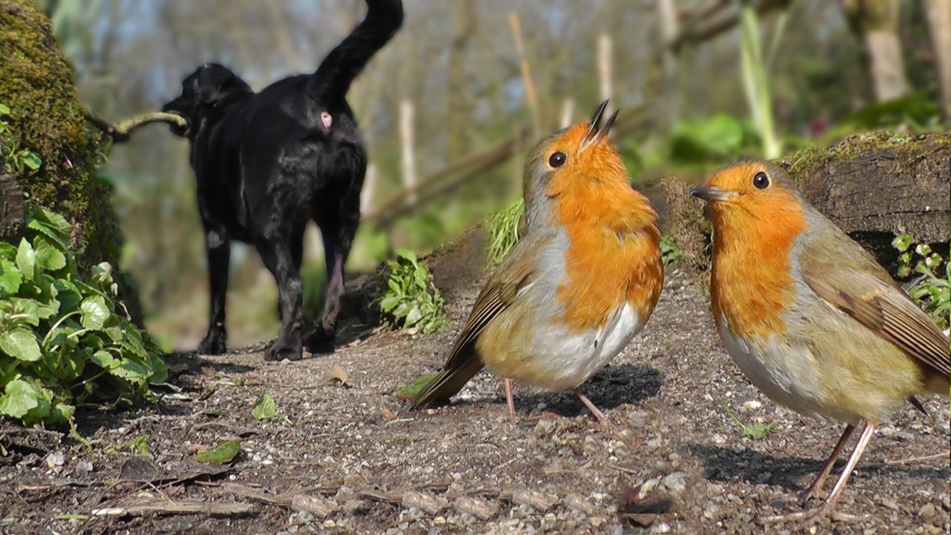 Videos for Dogs to Watch - Birds Chirping on The Ground - YouTube