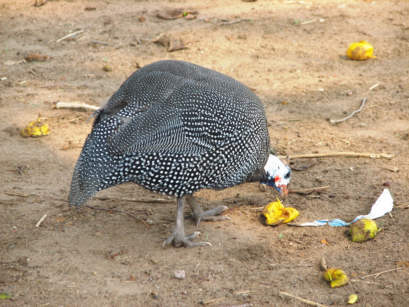 File:Guineafowl looking for food on the ground (2).JPG - Wikimedia ...