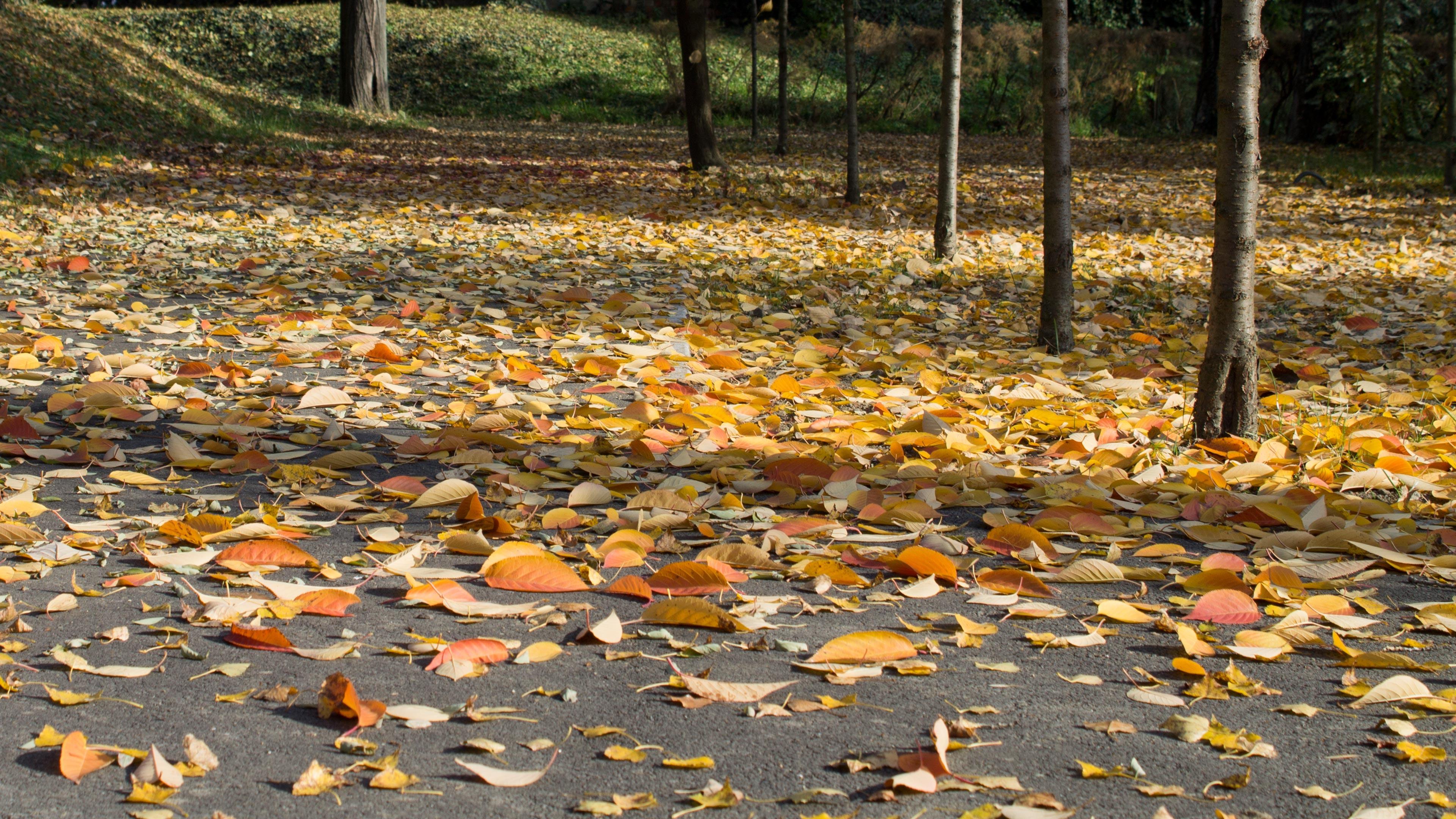 HD Yellow and orange leaves on the ground Wallpaper | Download Free ...