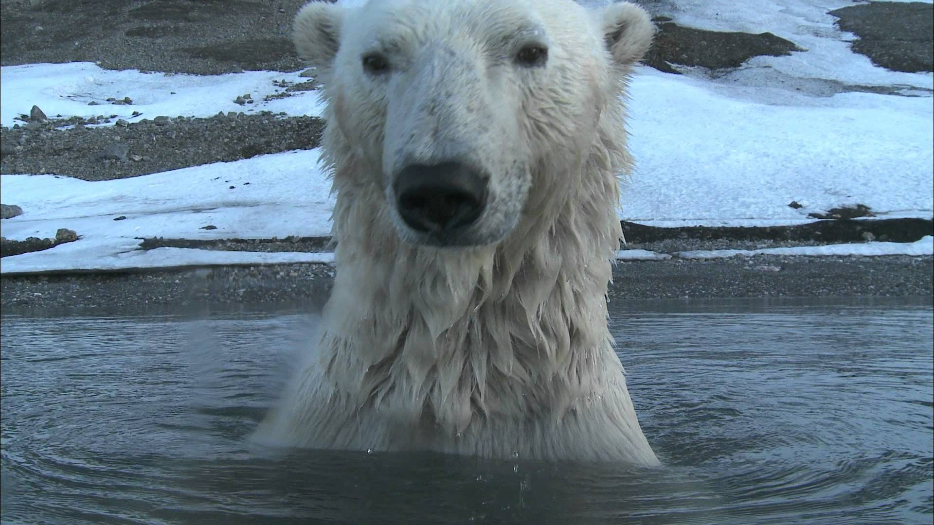 Polar Bear - Spy on the Ice Highlight Reel - YouTube