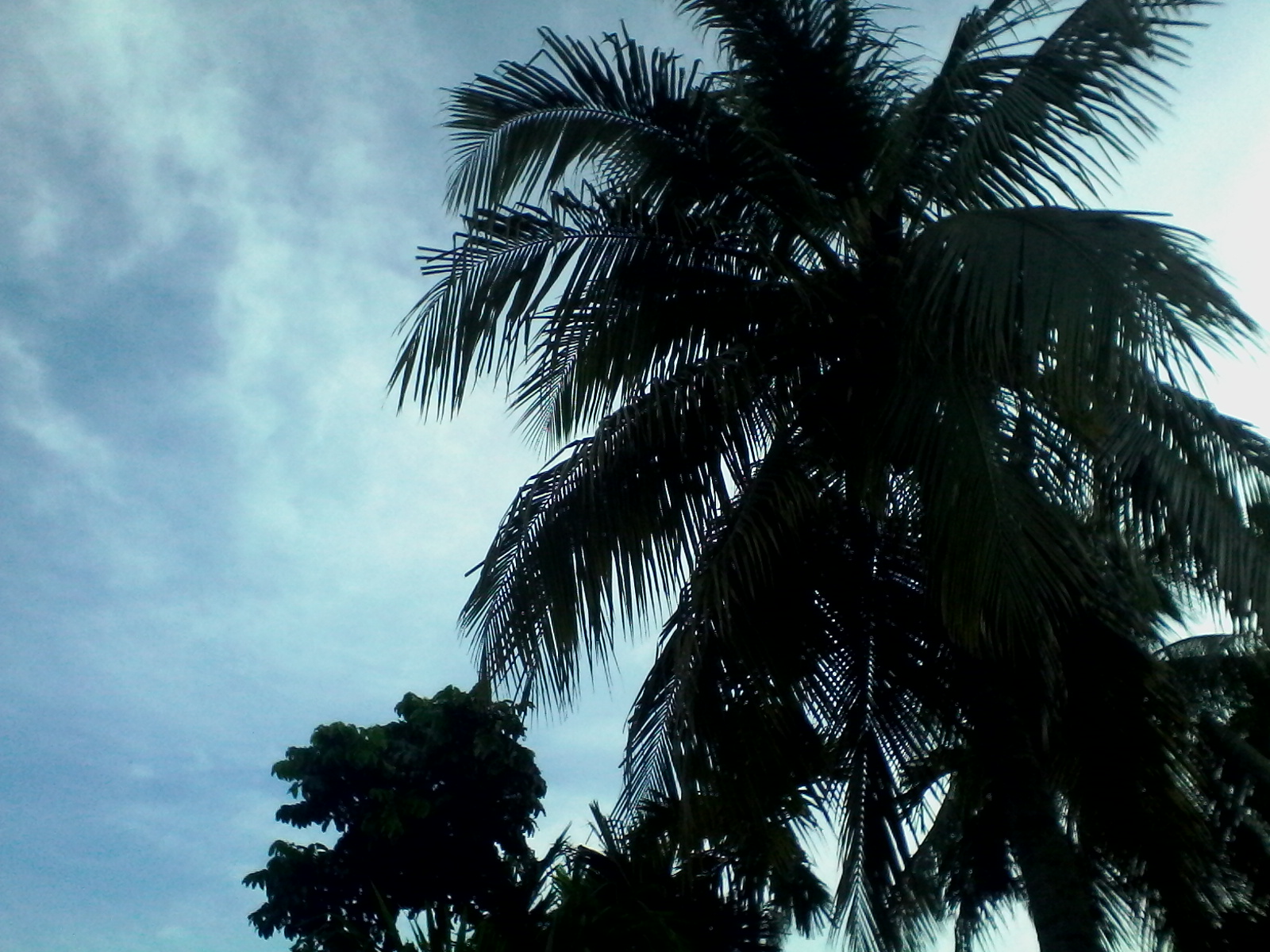 One coconut tree photo