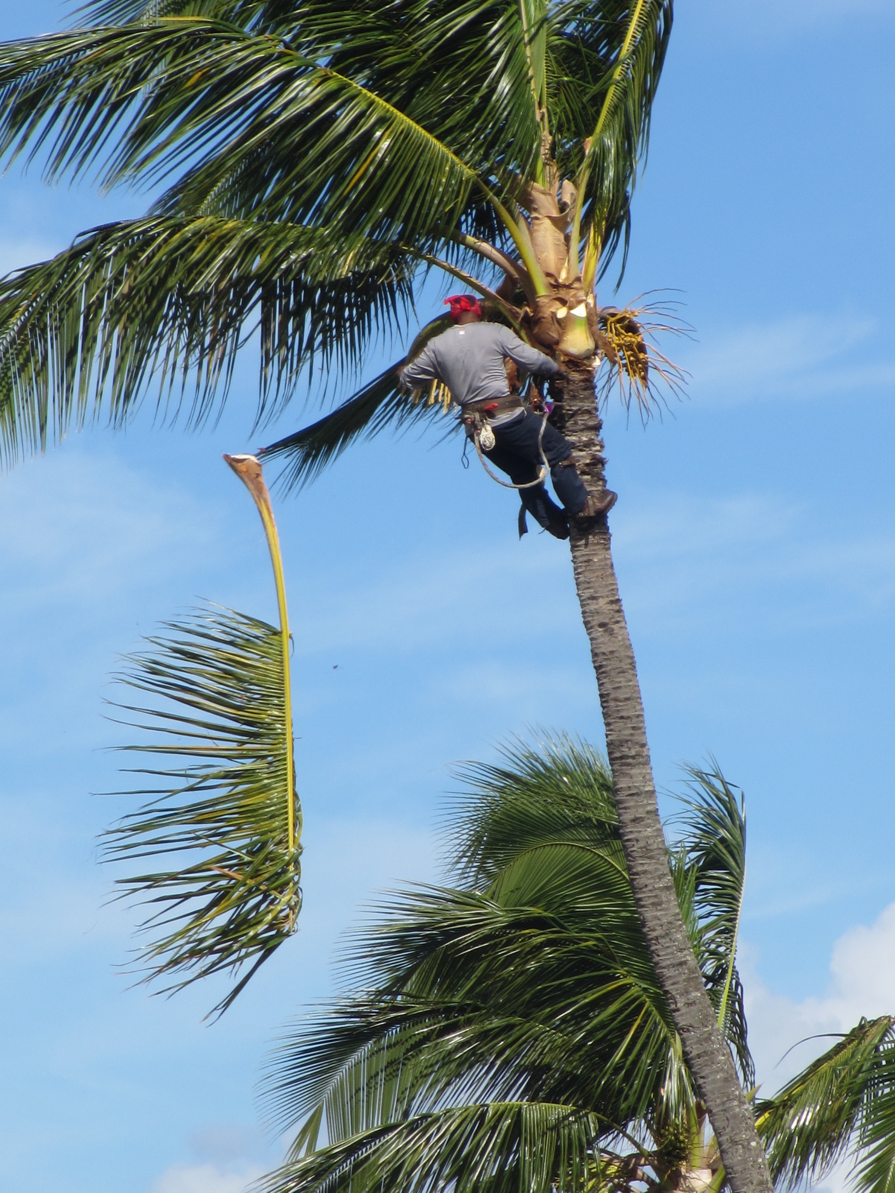 Story two, coconut tree trimmers | The Art of Stanley Grosse