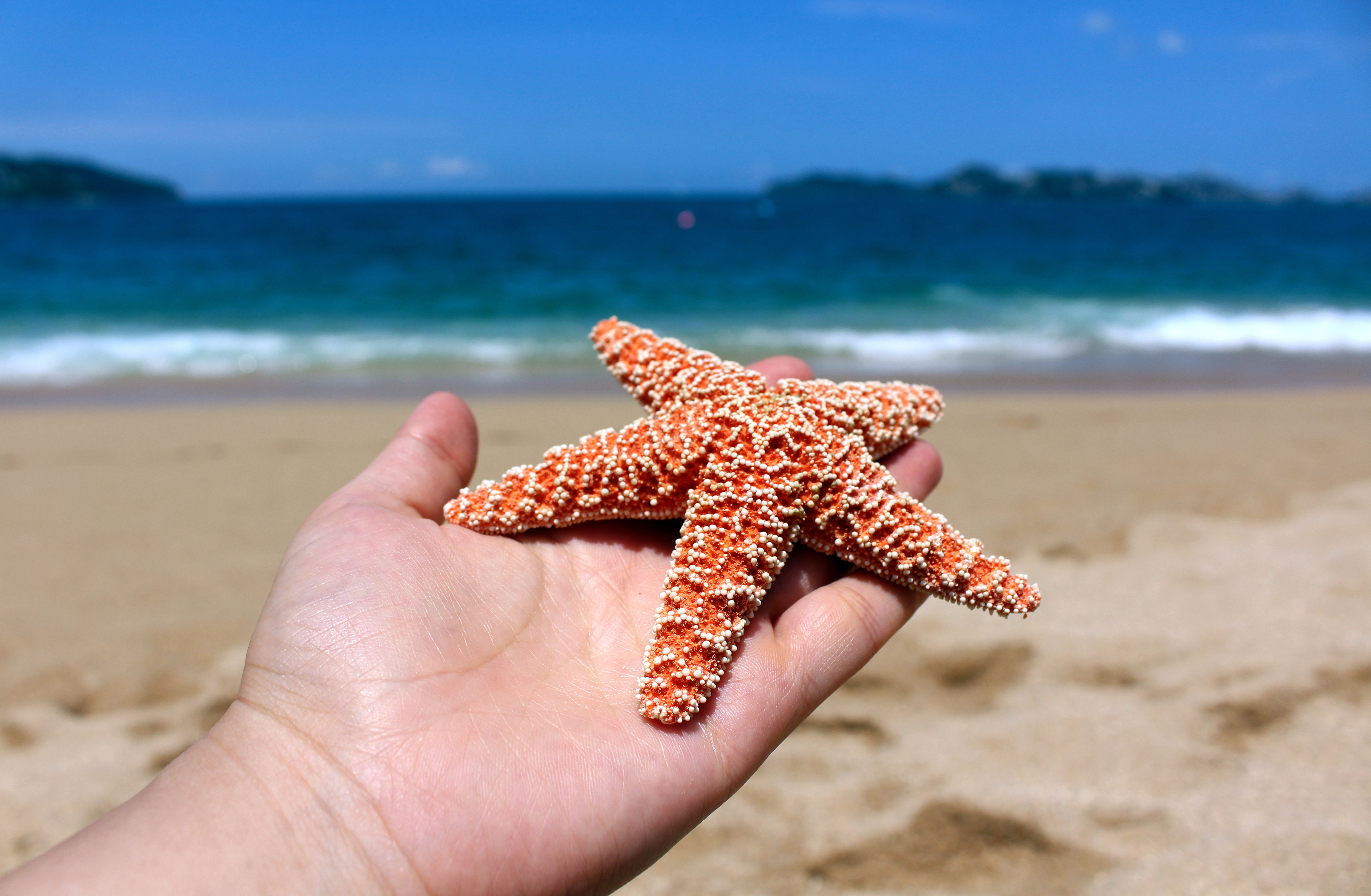One handed starfish photo