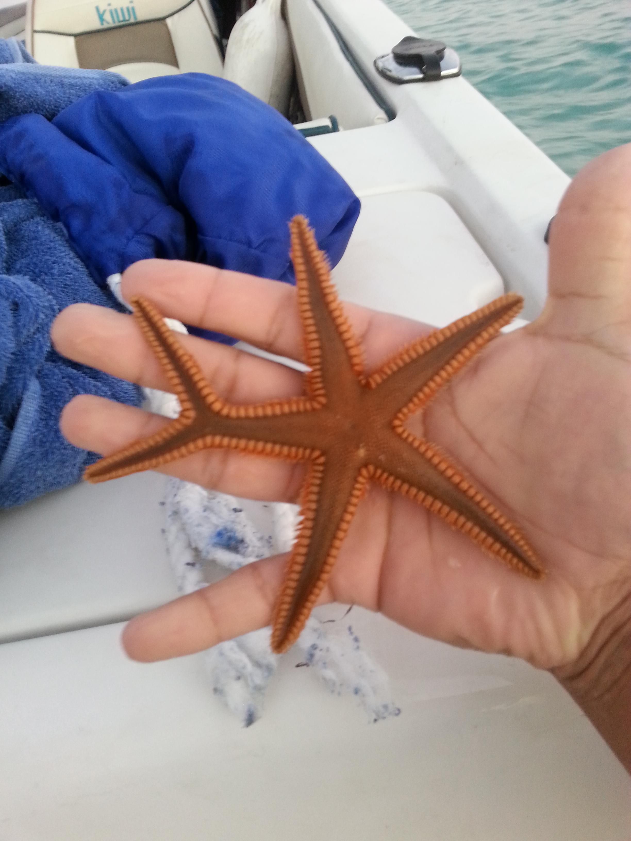 I just found a one in a million starfish! | Starfish, Animal and ...