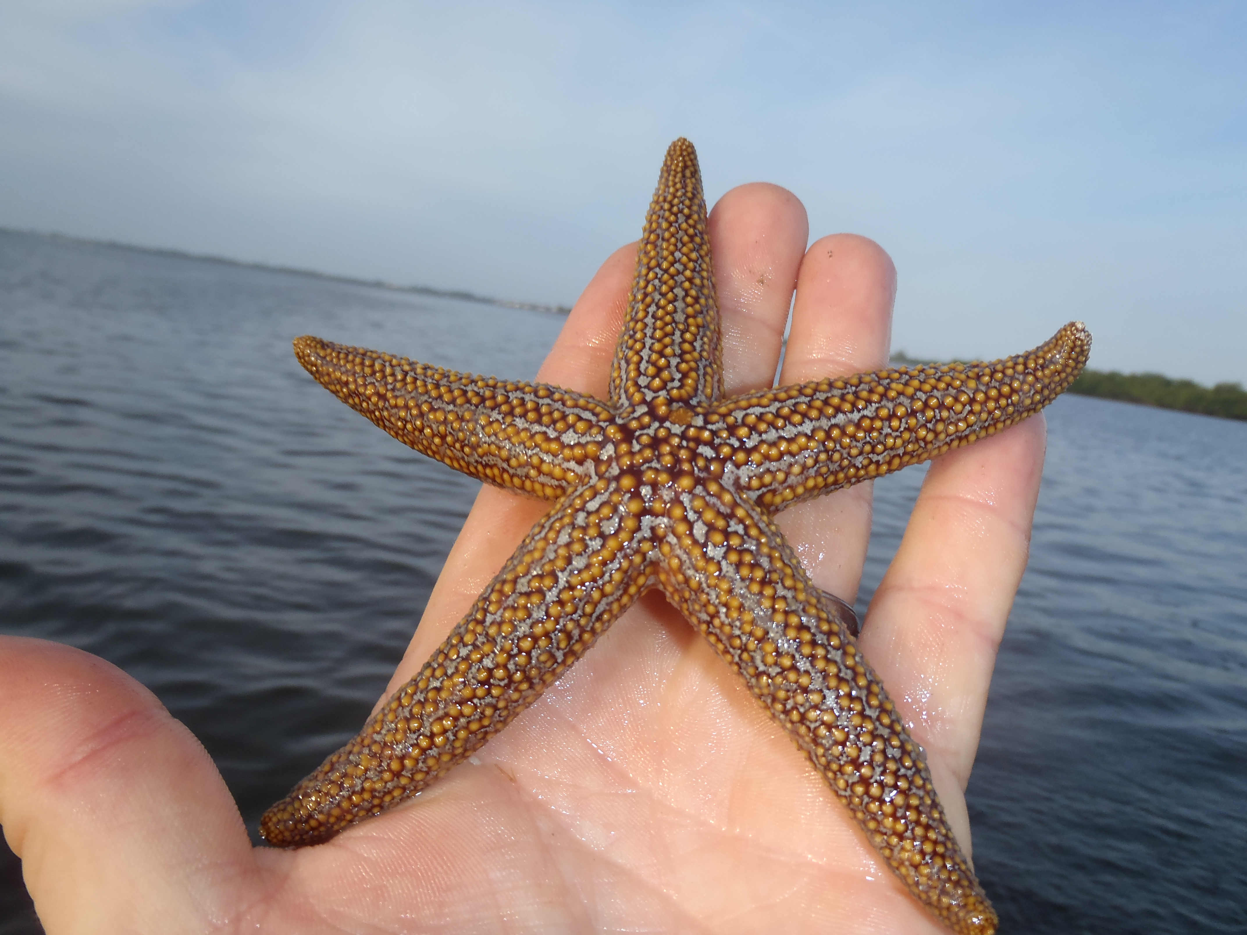 Common Sea Stars Found in Southwest Florida – The Marine Scene Plus!
