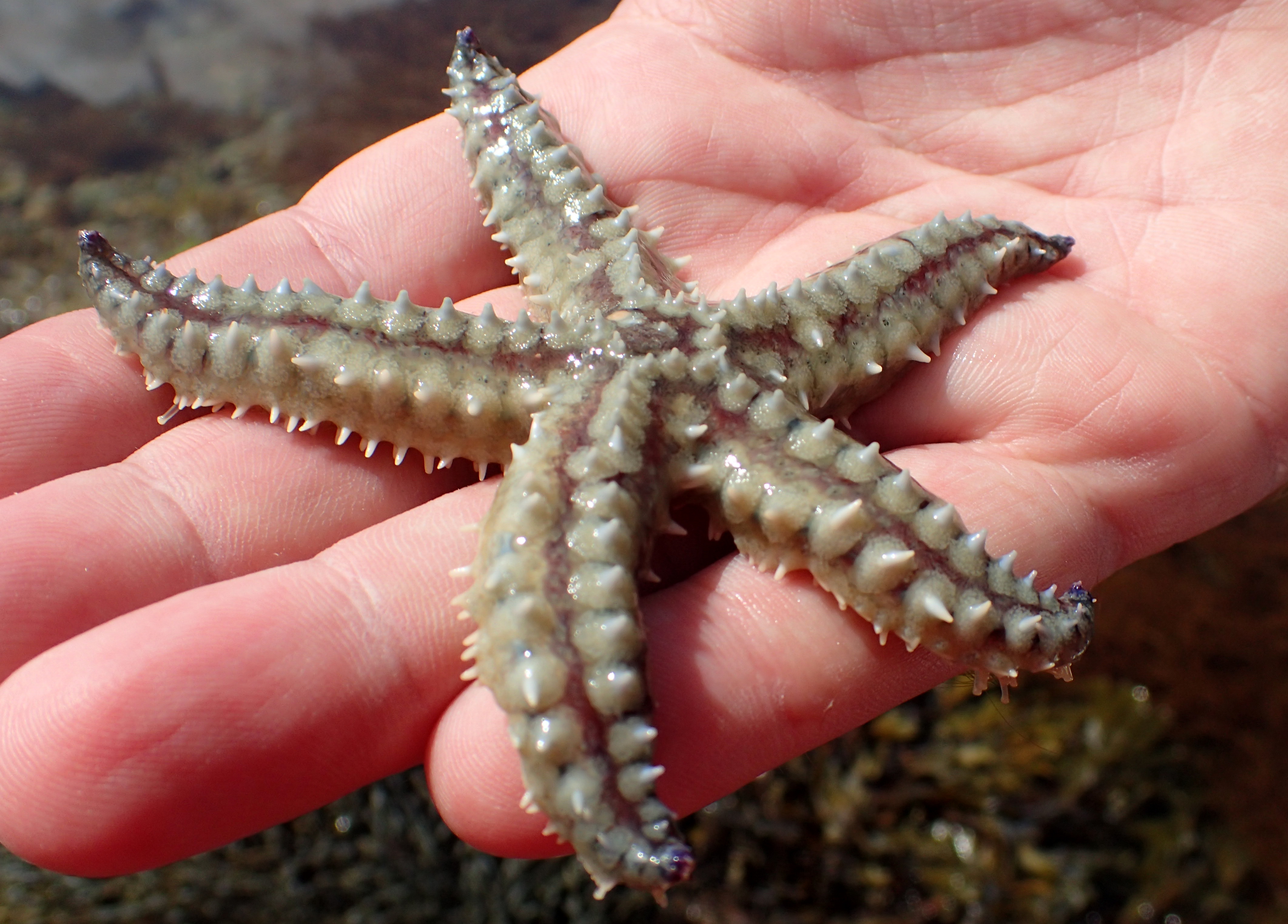 Searching for Starfish | Cornish Rock Pools