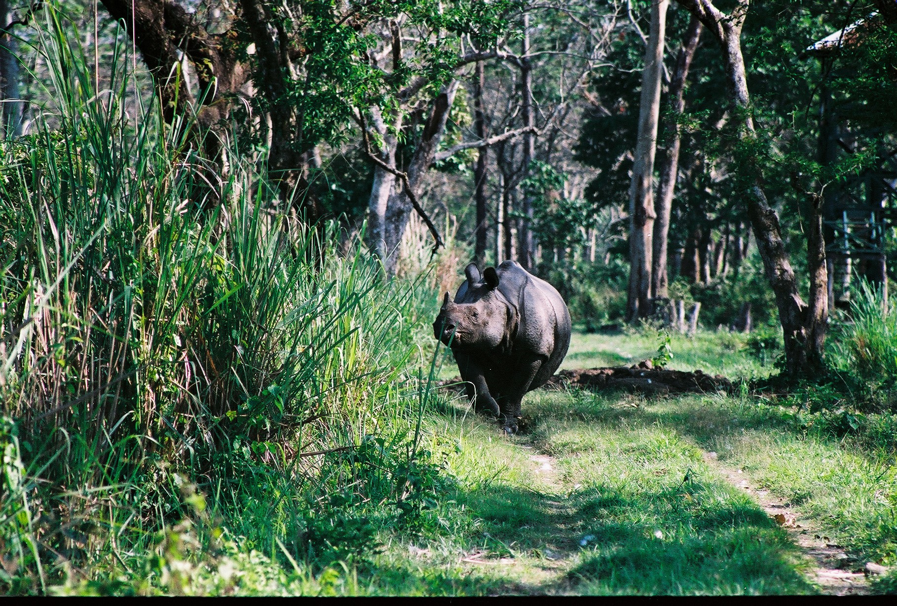 One-horned ferocious rhino jaldapara national park photo