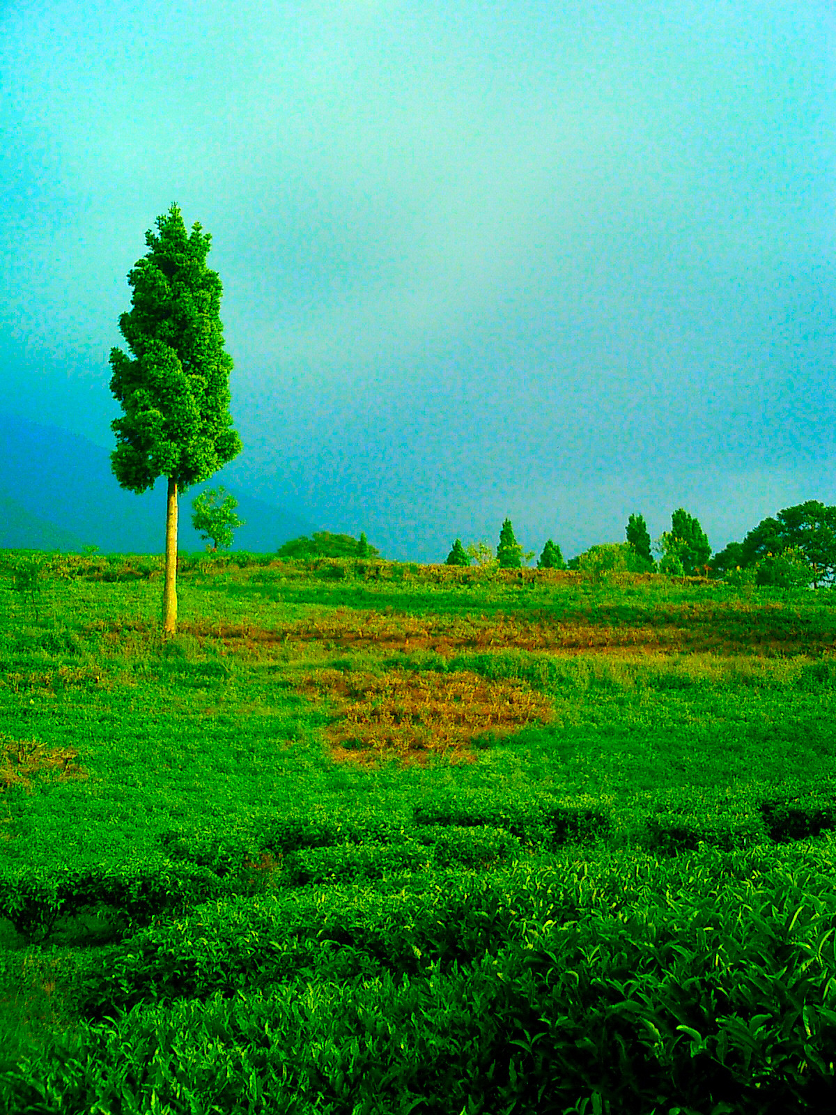 Free photo One Tree Hill Blue, Bspo06, Cloud Free Download Jooinn