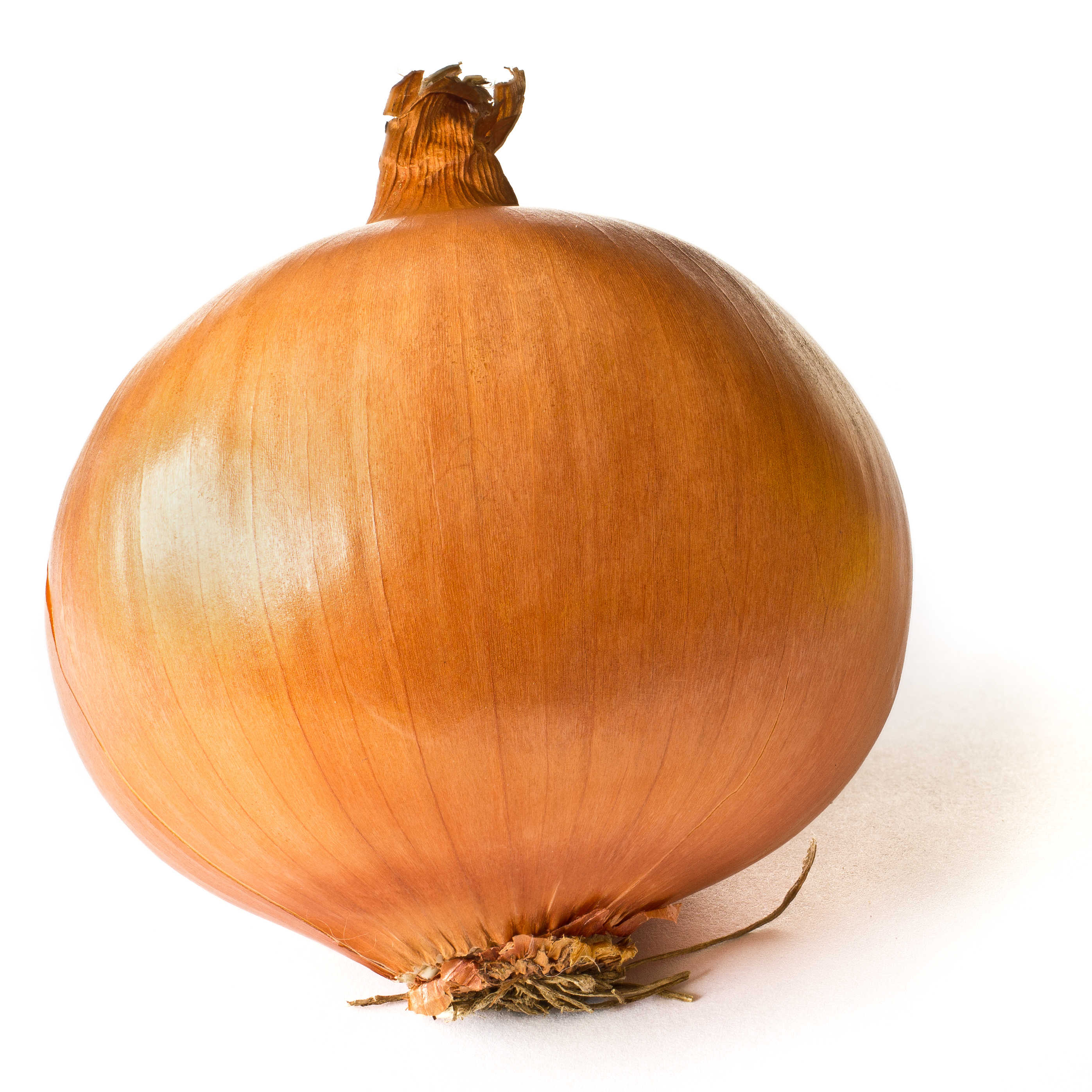 File:Onion on White.JPG - Wikimedia Commons