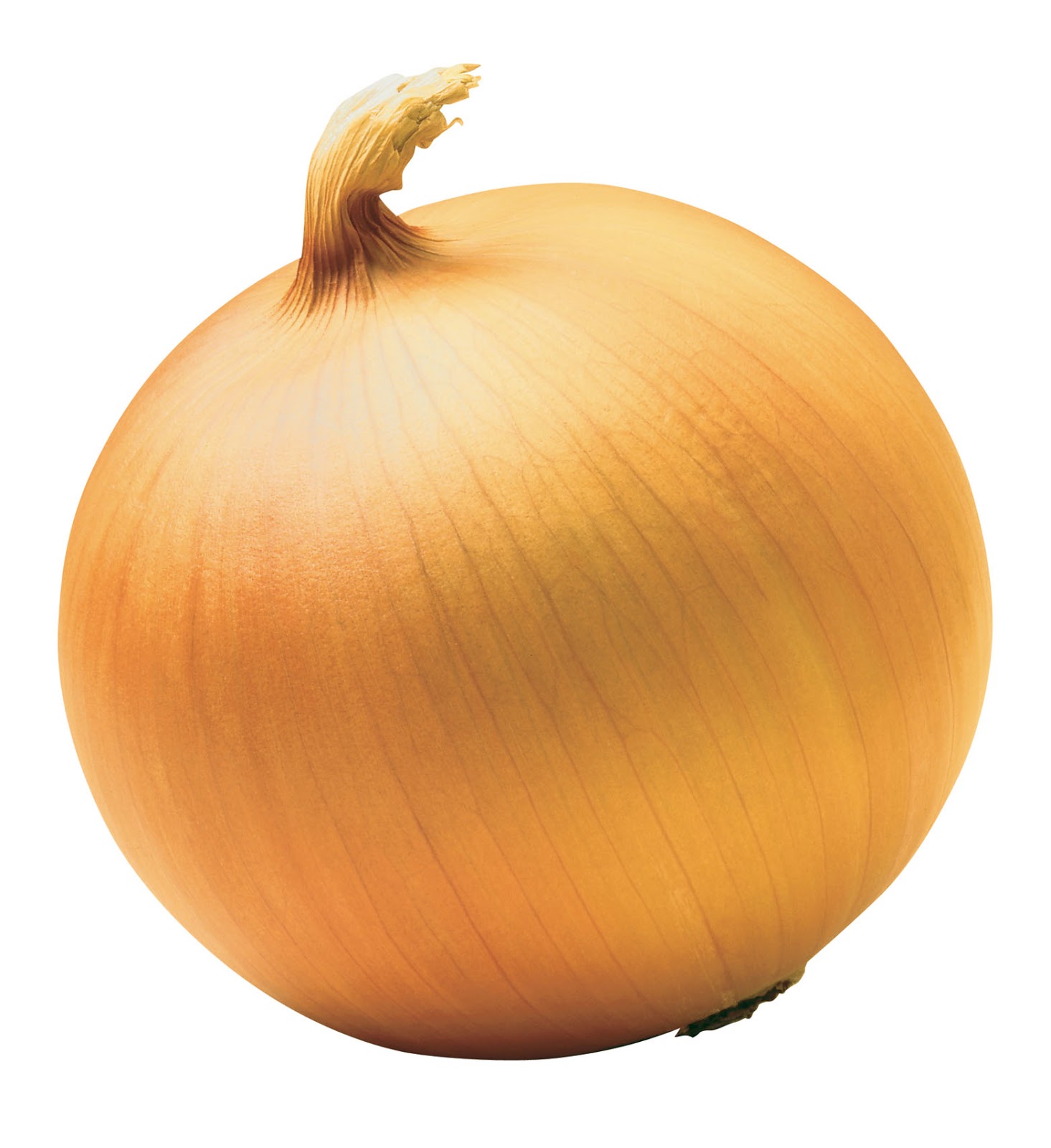 Onion top photo
