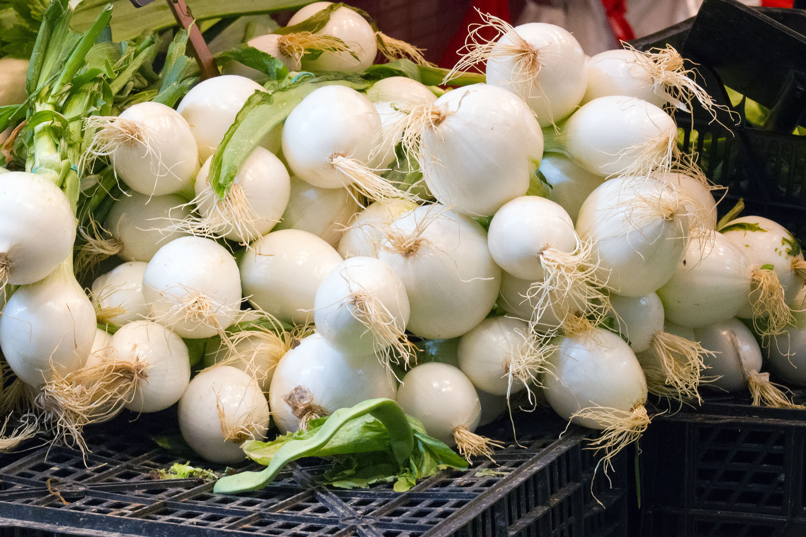 Onions at the market photo