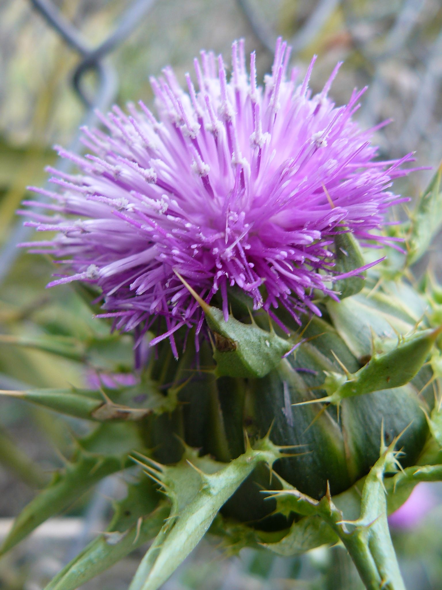 Scotch thistle (Onopordum acanthium or O. tauricum) is a non-native ...