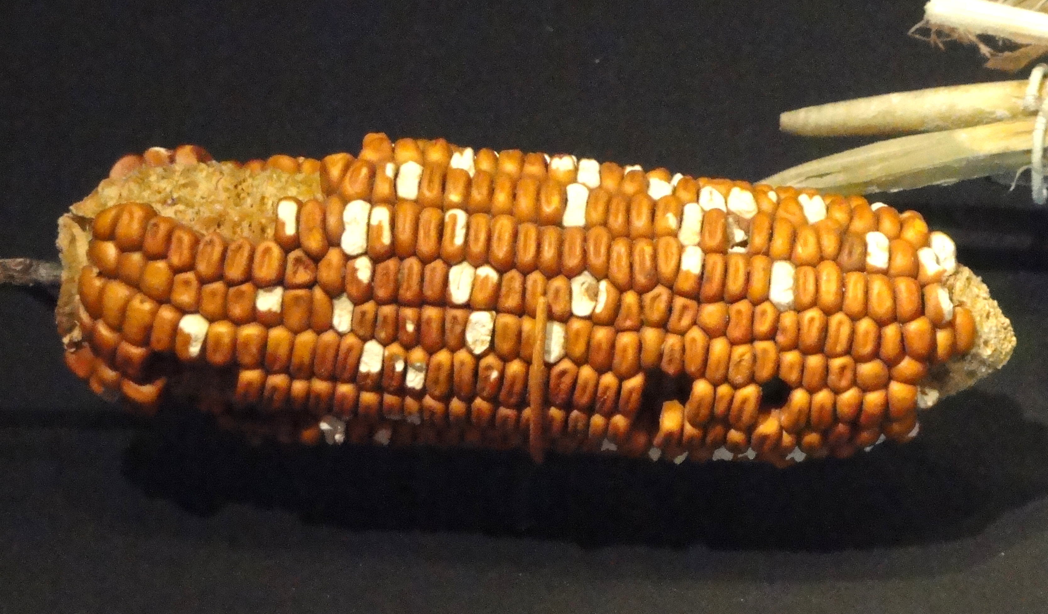 File:Corn cob, 900-1275 AD, San Juan Anasazi, Sheep Horn Alcove ...