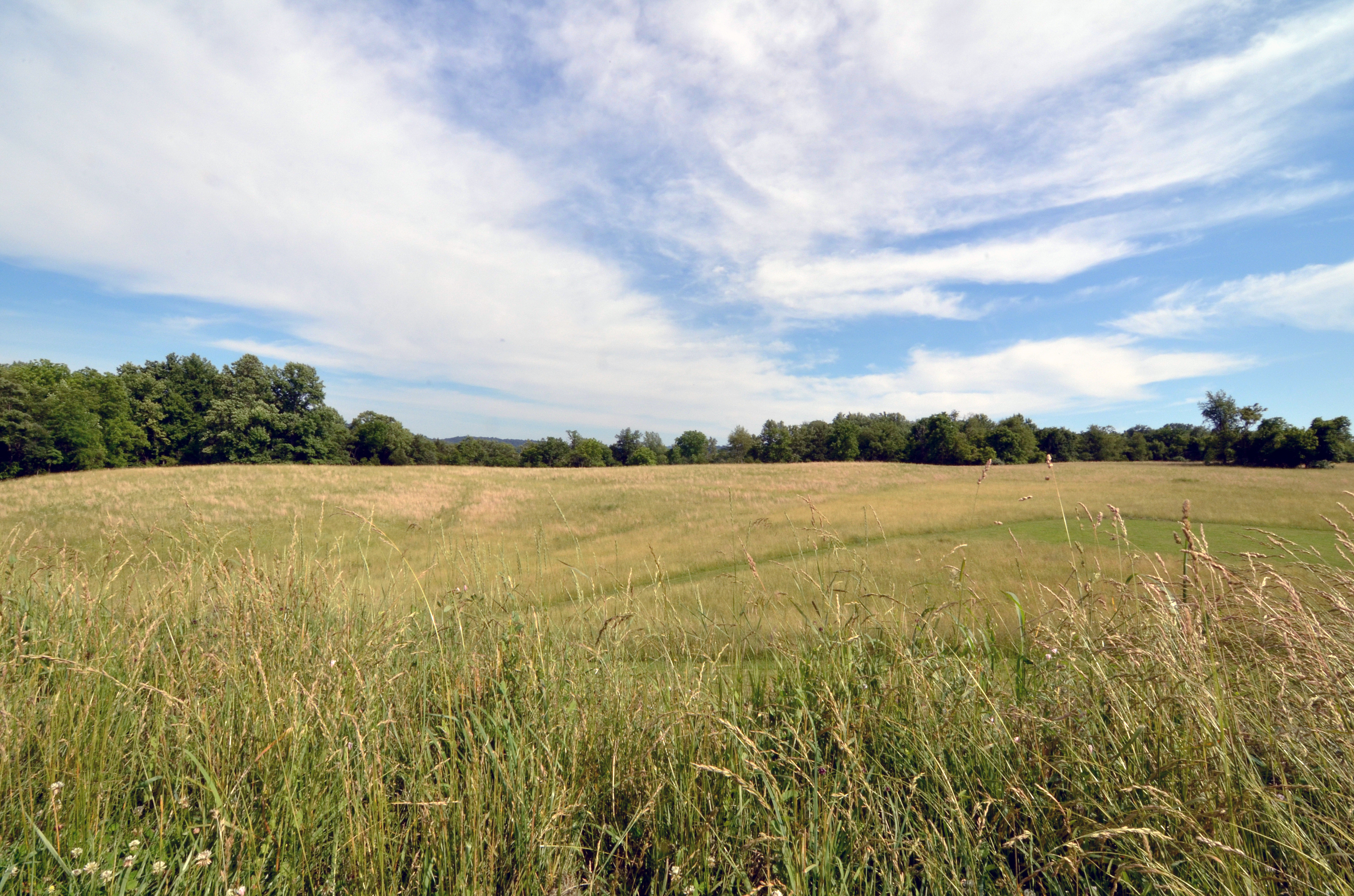 open grass field