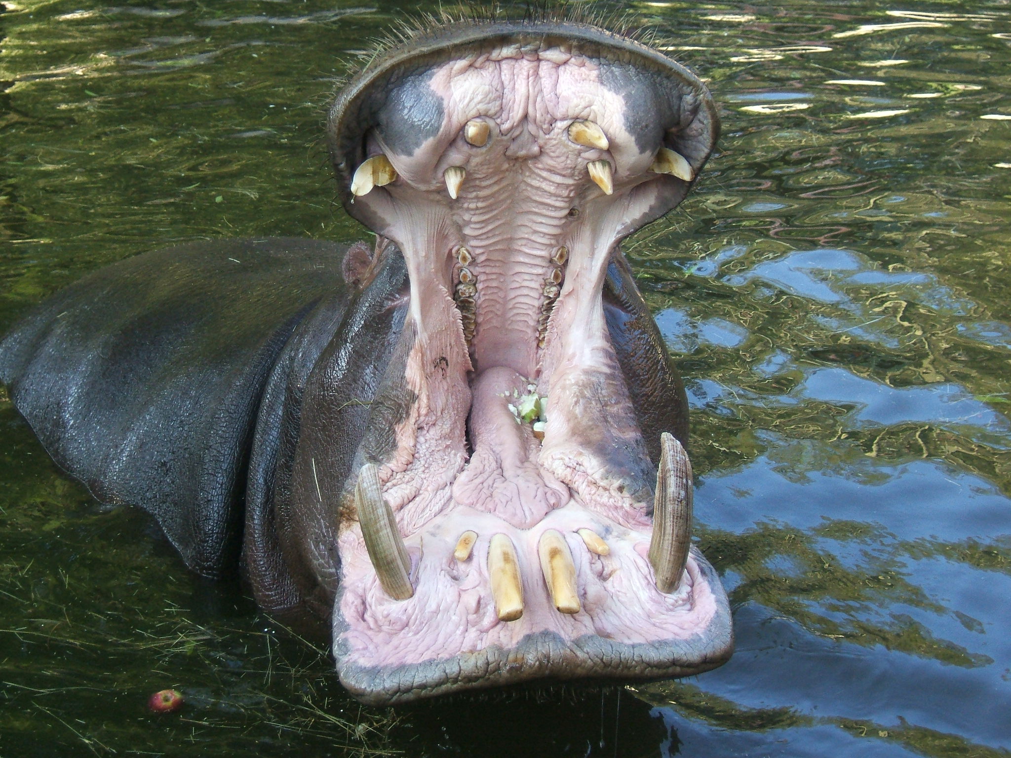 File:Hippo mouth.jpg - Wikimedia Commons