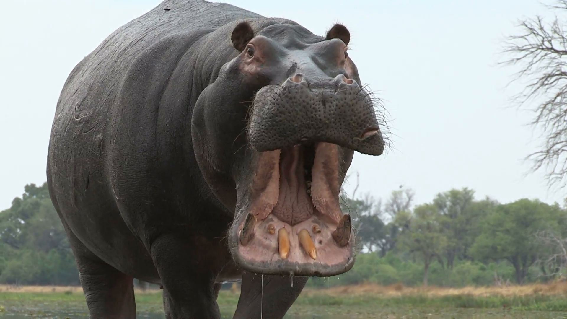 Bull hippo with mouth open in aggressive stance Stock Video Footage ...