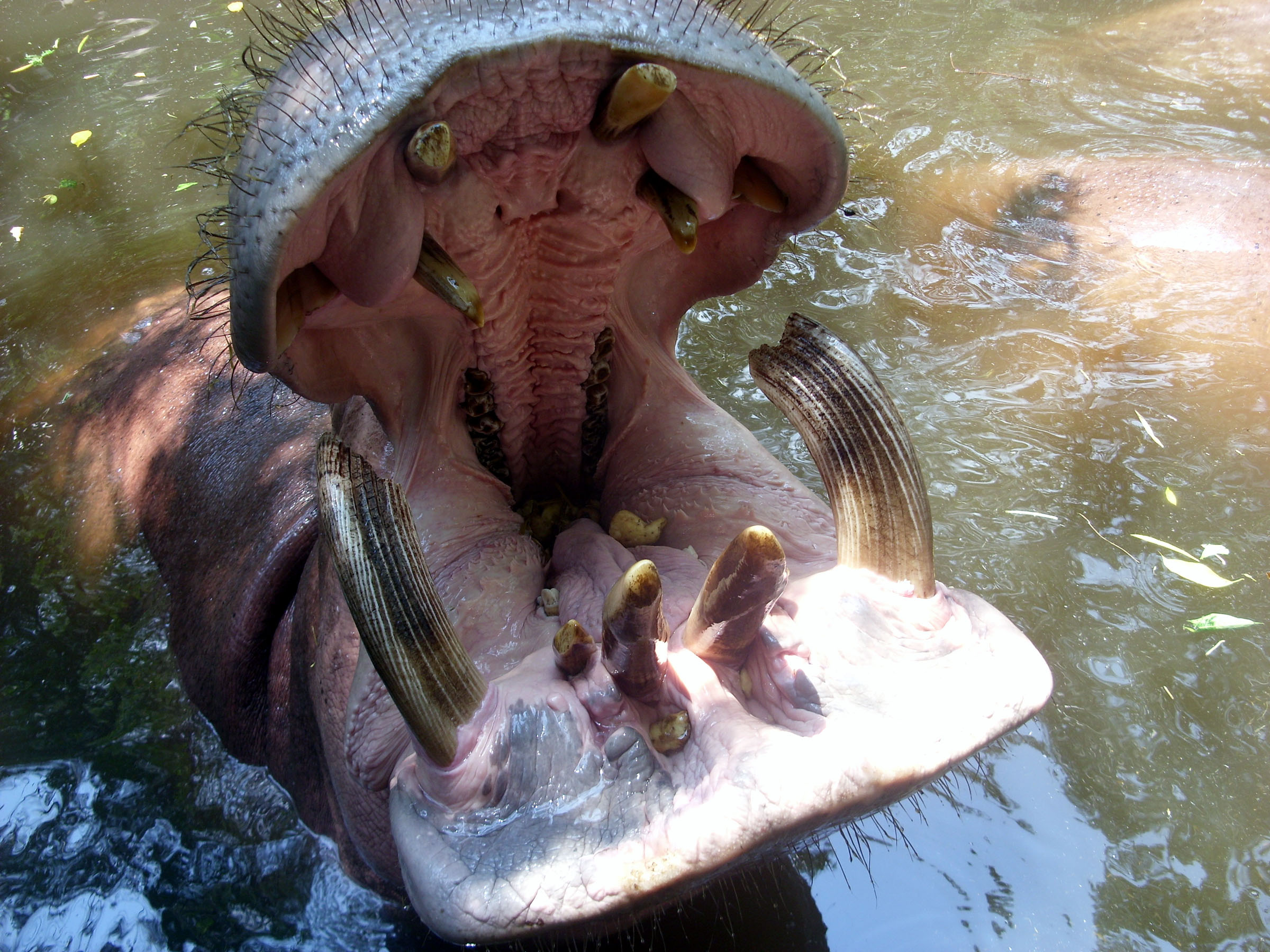 Open Hippo mouth, Begging, Hippo, Hippopotamus, Huge, HQ Photo