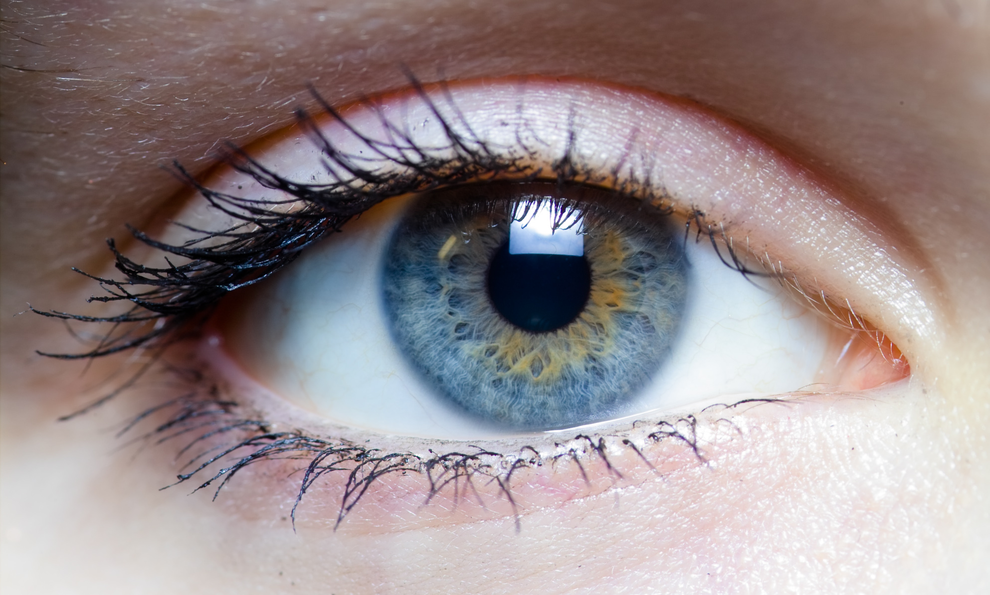 File:Iris - left eye of a girl.jpg - Wikimedia Commons