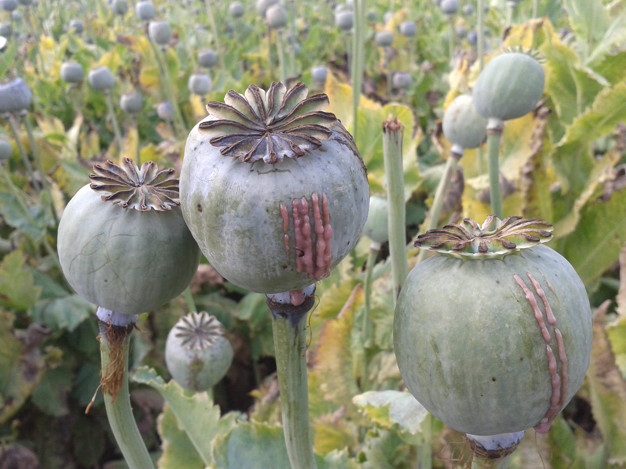 Opium Farming - How do they do it ? - YouTube