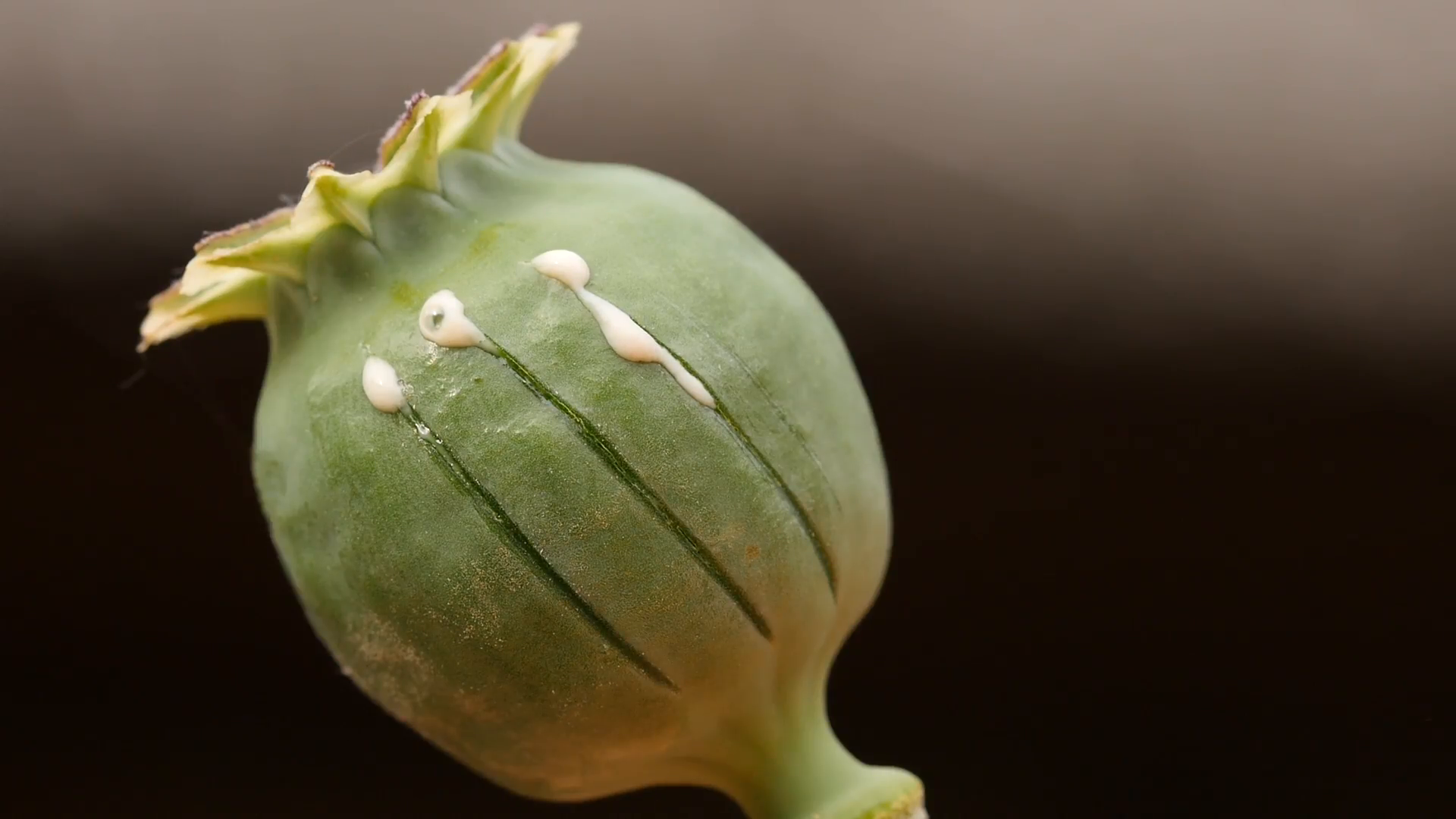 Seed pot of Opium poppy with latex Stock Video Footage - Videoblocks