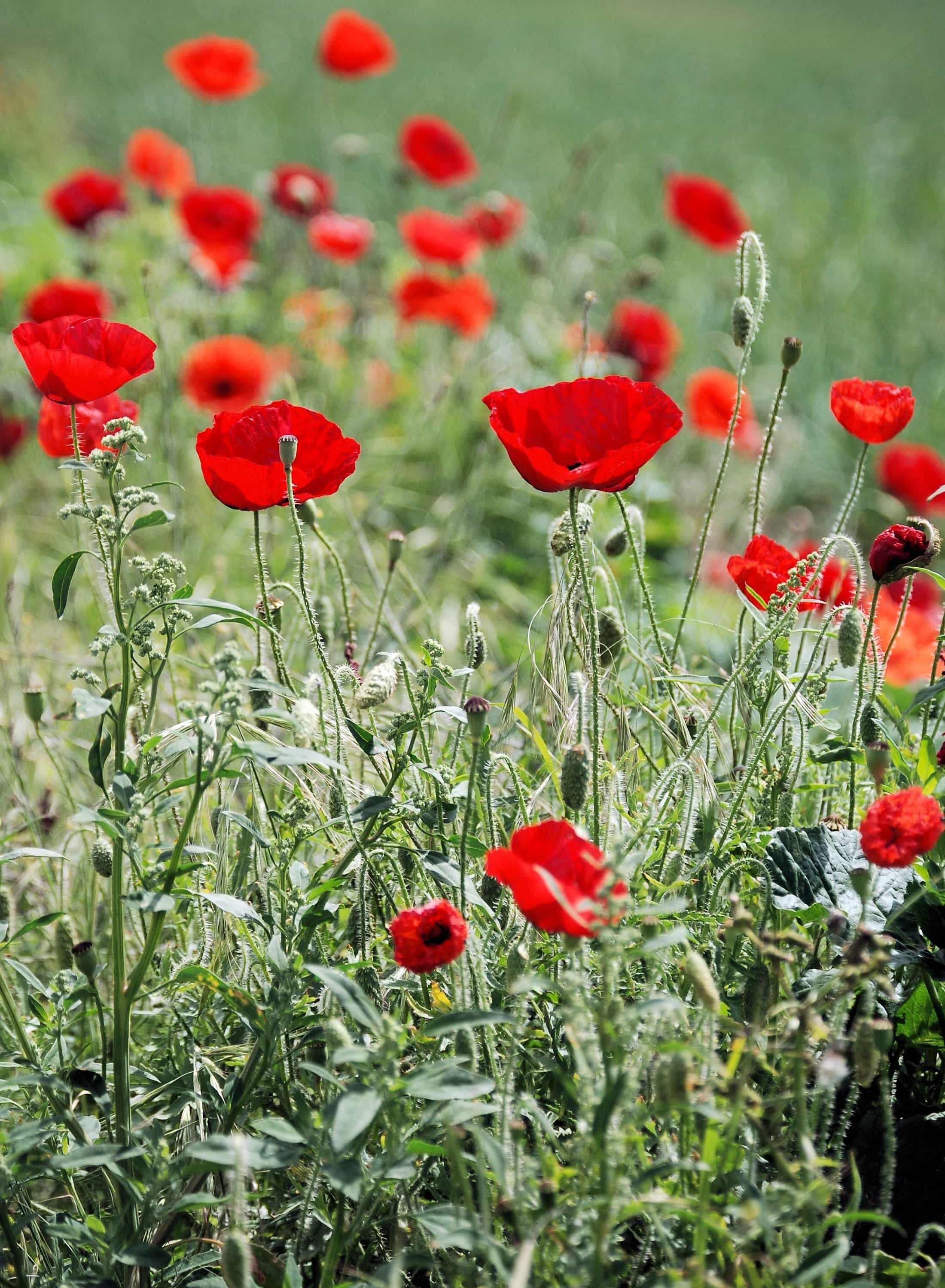 Free picture: opium poppy, field, flower, summer, flora, nature ...