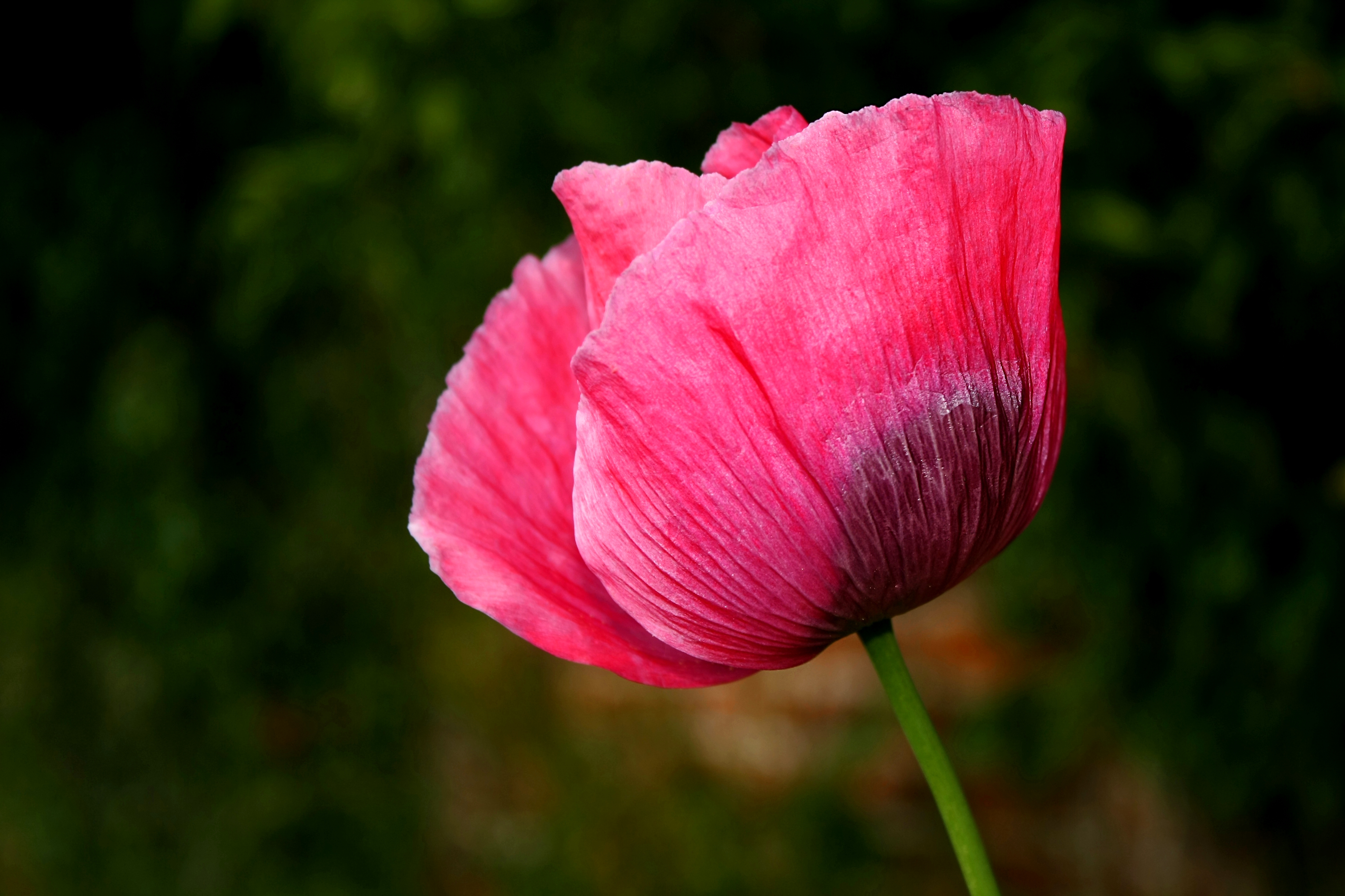 Free Photo Opium Poppy Bloom Delicate Flora Free Download Jooinn