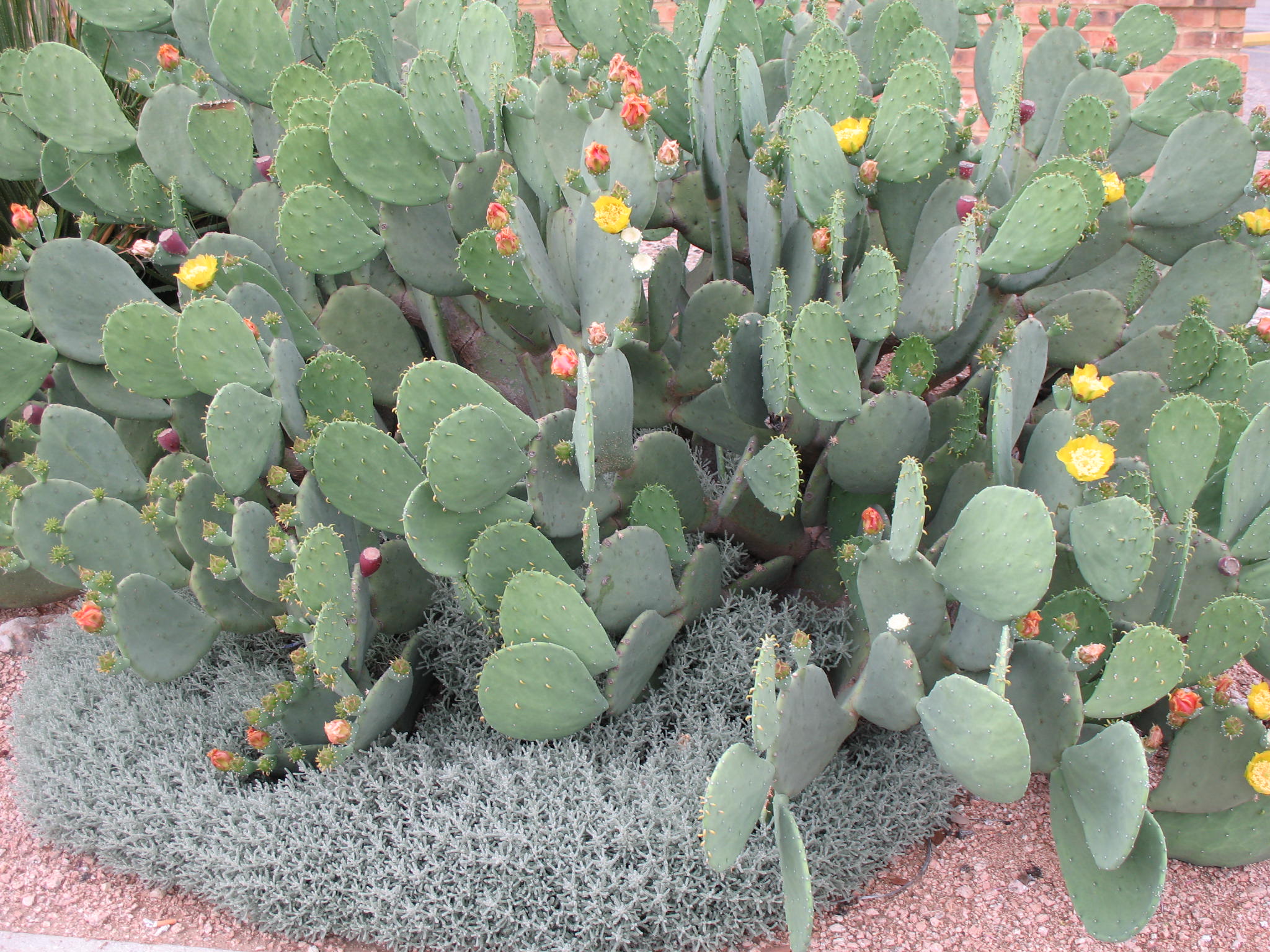 Online Plant Guide - Opuntia species / Prickly Pear Cactus