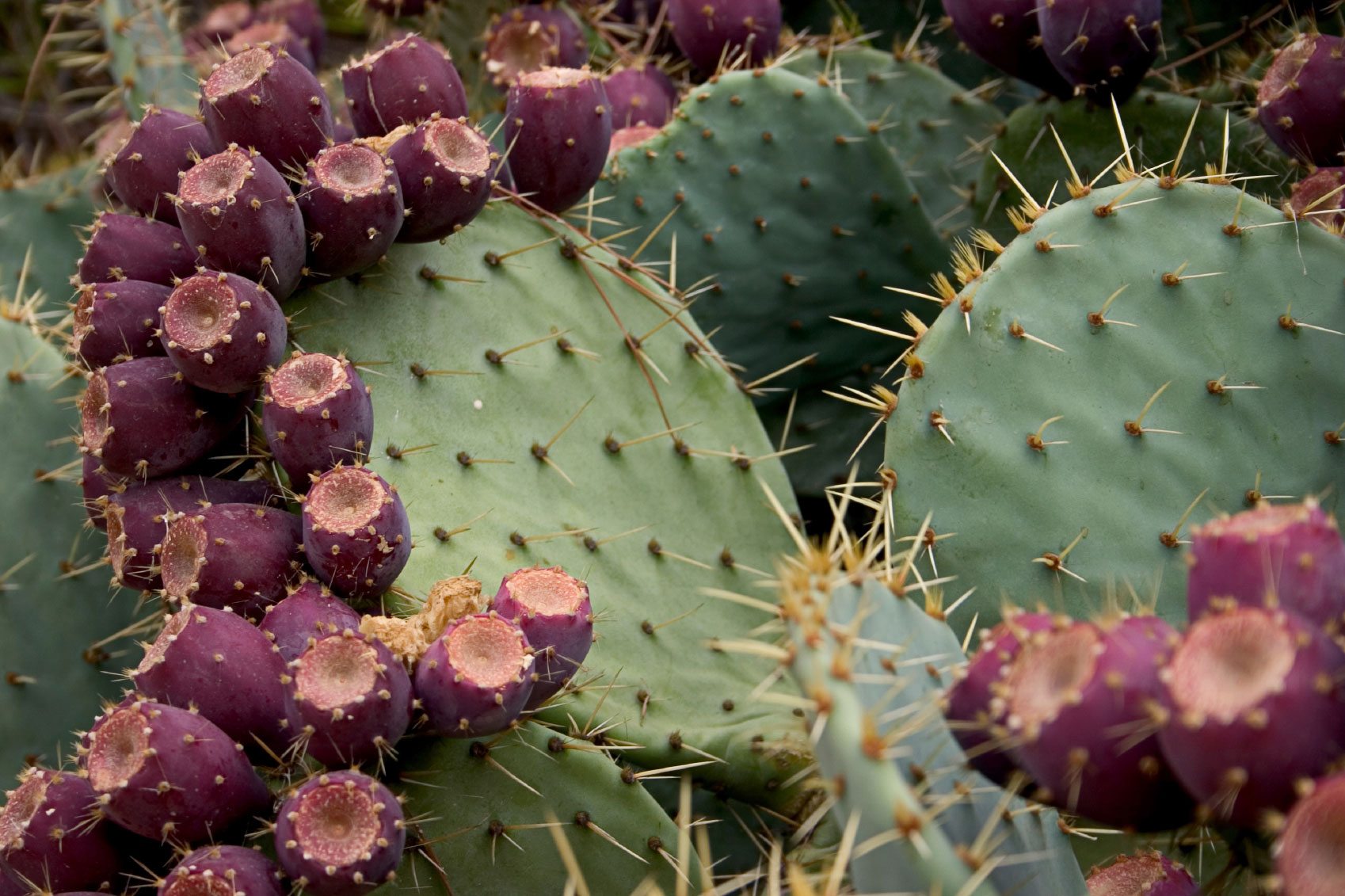 Growing Prickly Pear - Prickly Pear Plants In The Home Garden